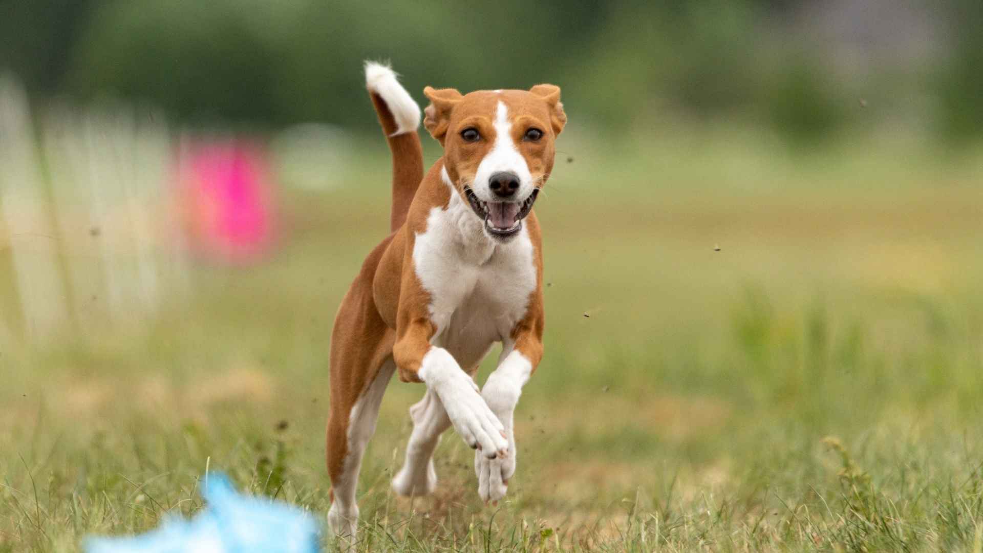 7 Low-Shedding Sporting Dog Breeds for Clean Living