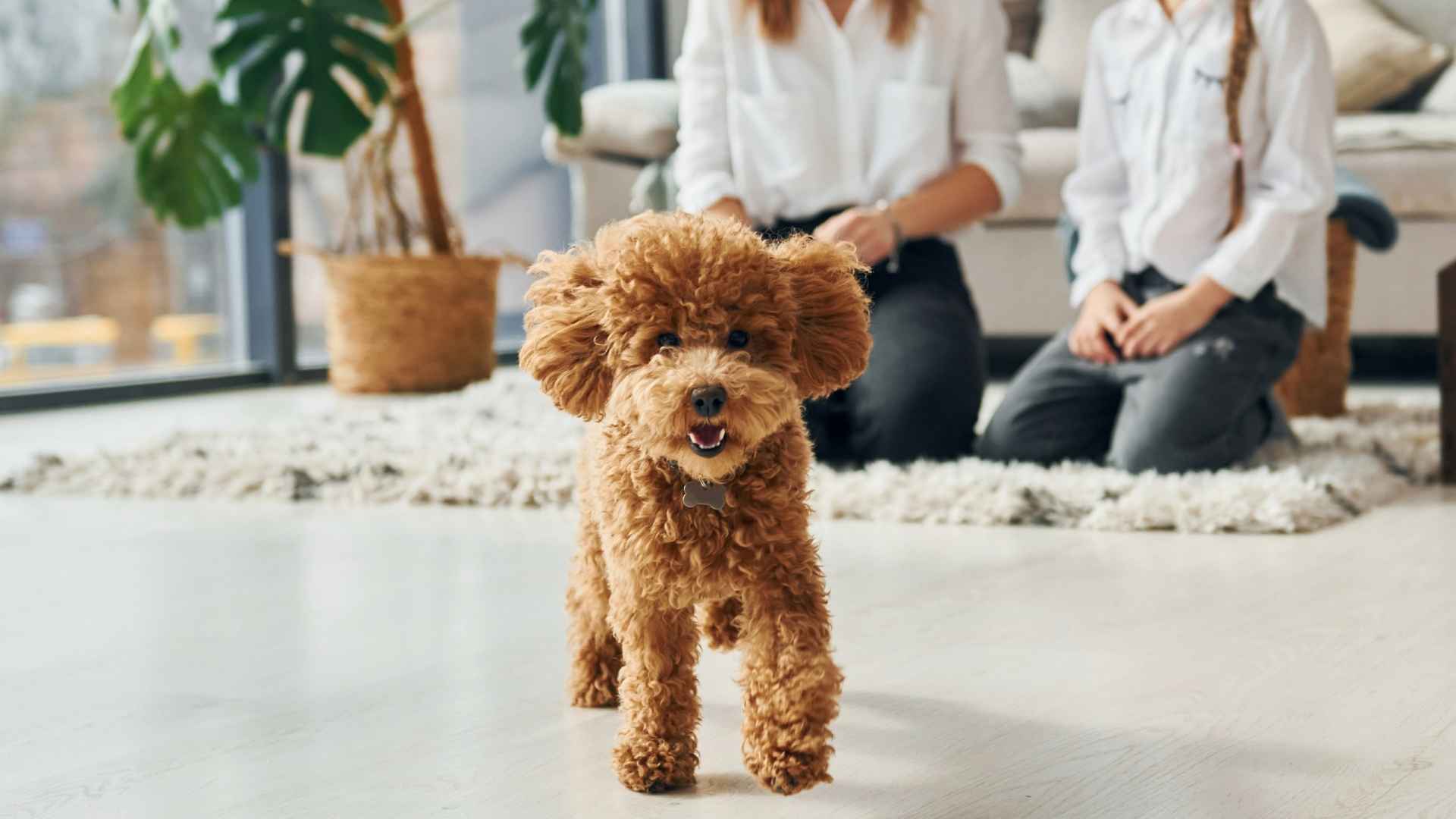 7 Low-Shedding Therapy Dog Breeds for Allergy-Friendly Comfort