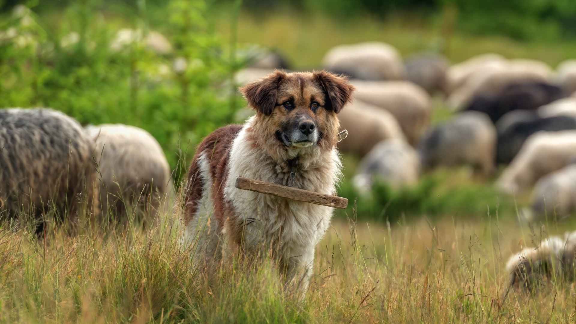 7 Loyal Herding Dog Breeds That'll Steal Your Heart & Guard Your Herd