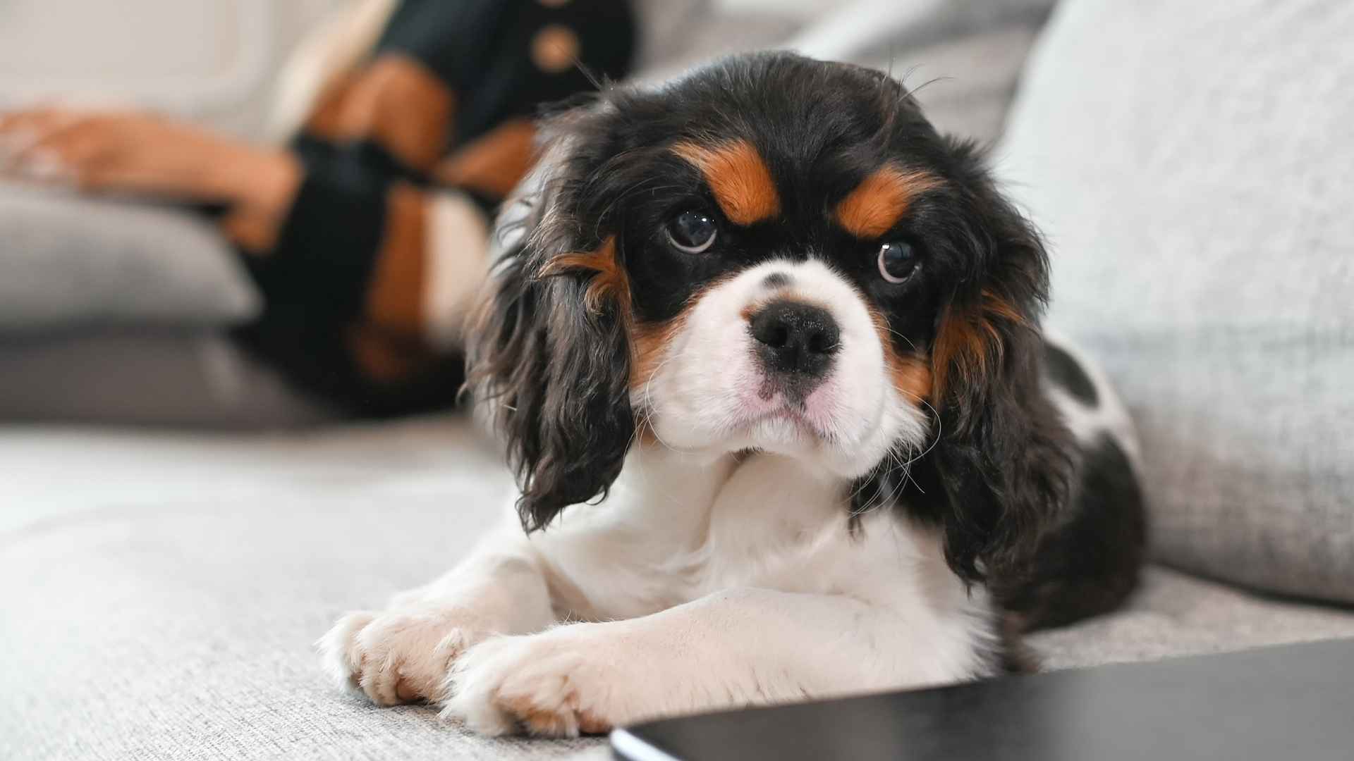 7 Loyal Low-Maintenance Dog Breeds That Fit Effortless Lifestyles