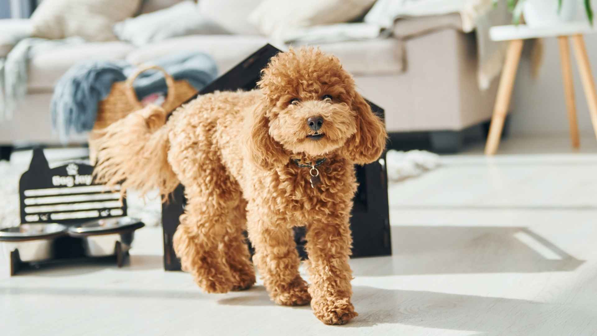 7 Loyal Low-Shedding Dog Breeds for Clean Homes and Big Hearts