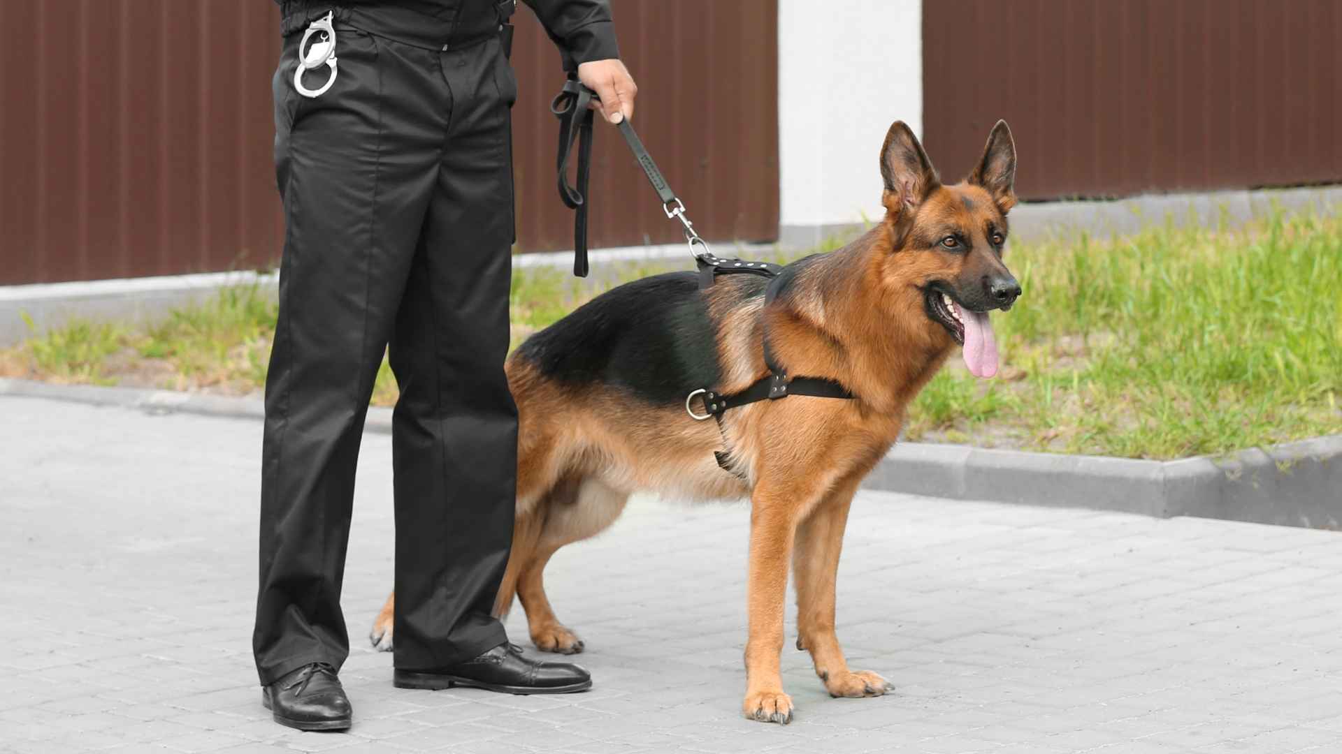7 Loyal Rescue Dog Breeds That Excel in Life-Saving Missions