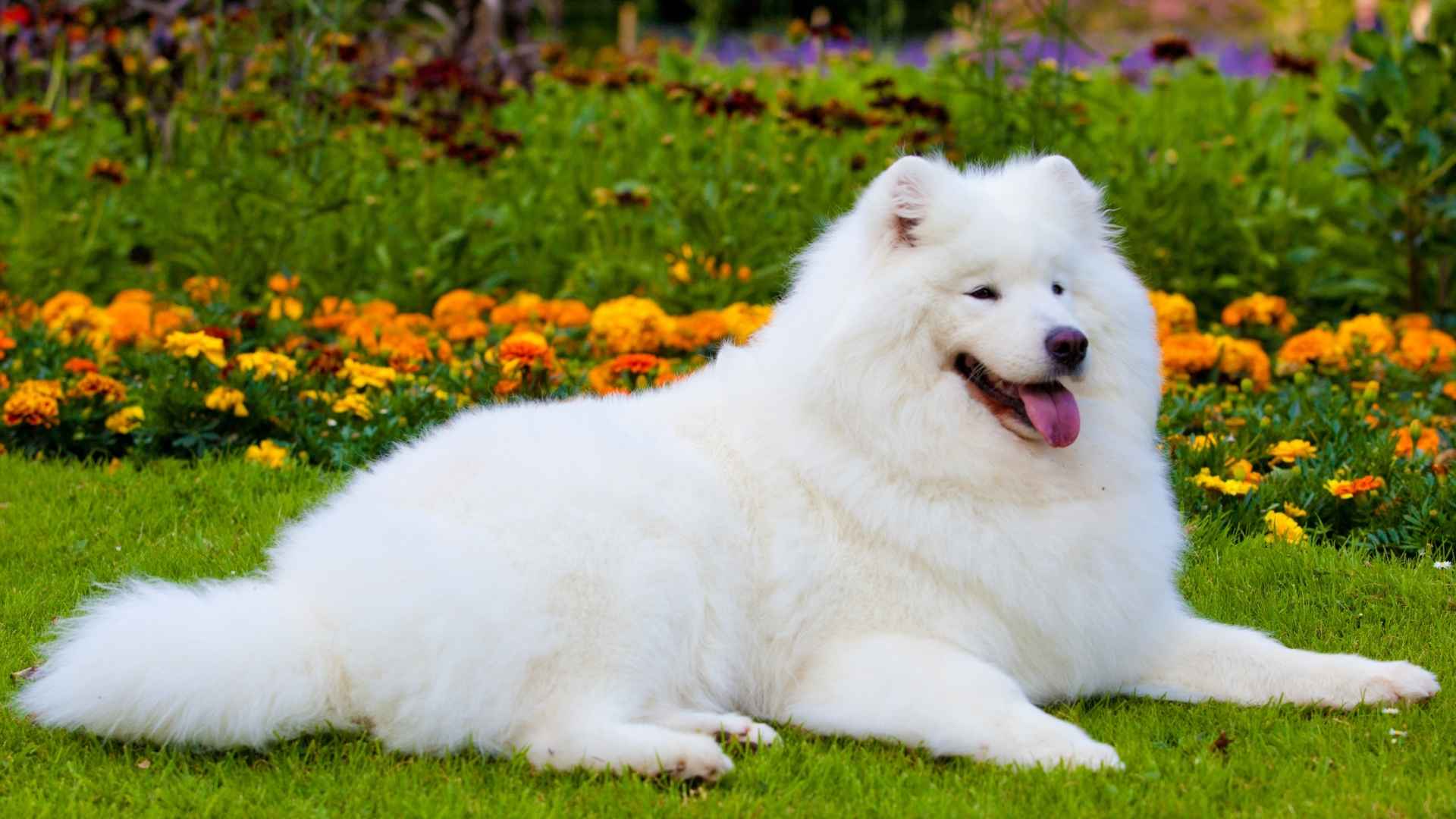7 Luxury Companion Dog Breeds That Offer Both Charm and Prestige