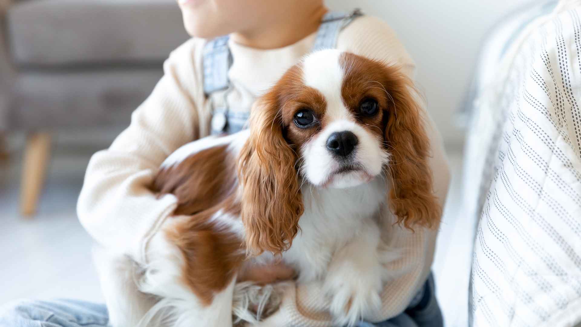 7 Luxury Family-Friendly Dog Breeds: Posh Yet Playful