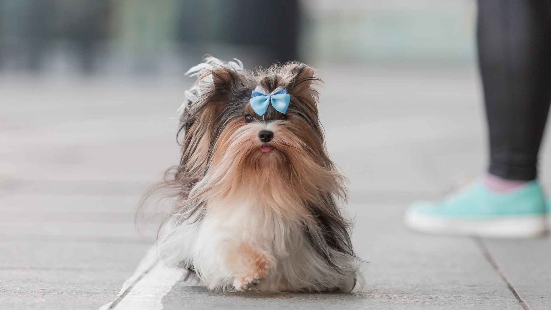 7 Luxury Long-Haired Dog Breeds That Look and Live Like Royalty