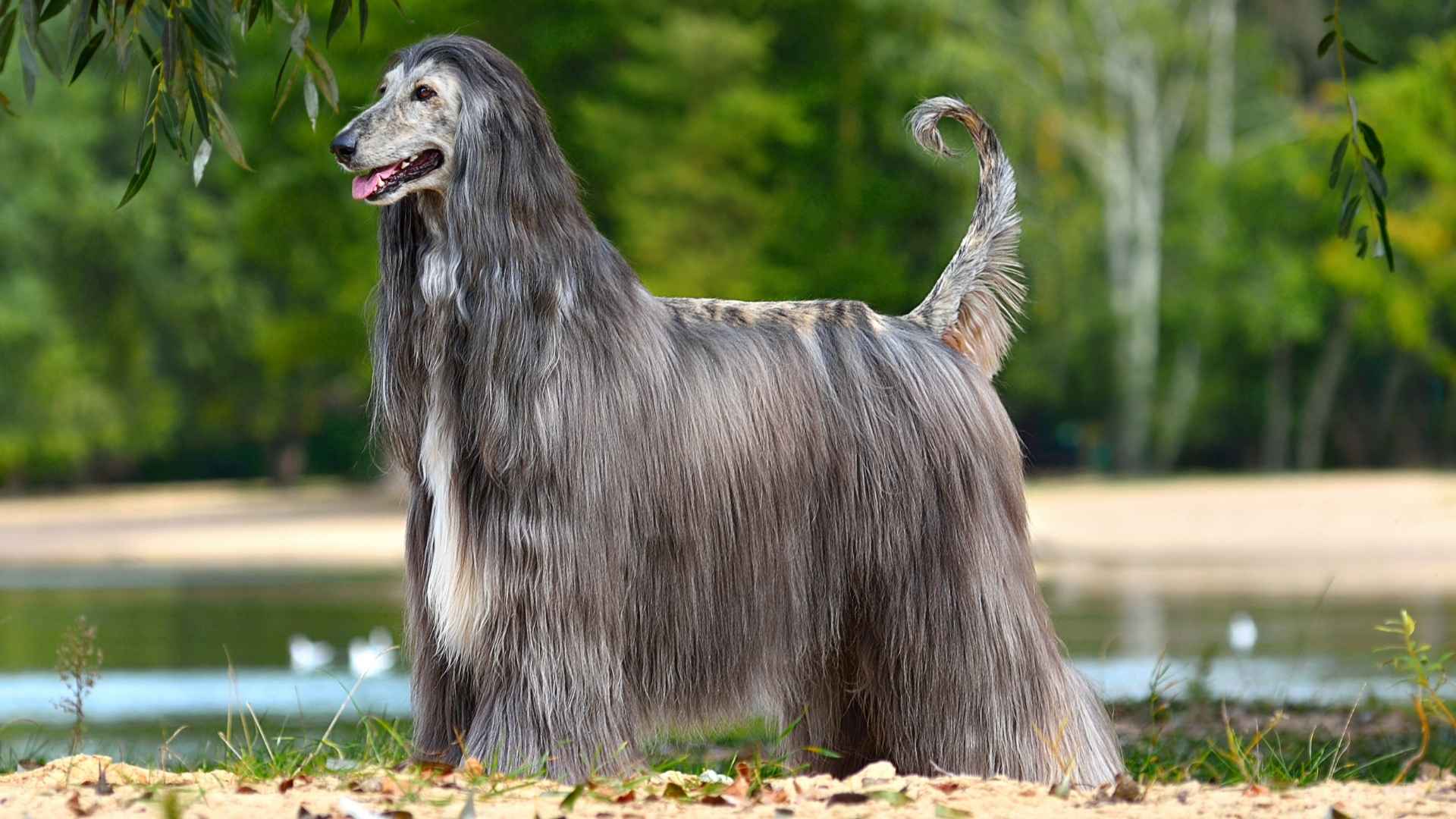 7 Luxury Low-Shedding Dog Breeds for a Clean Lifestyle