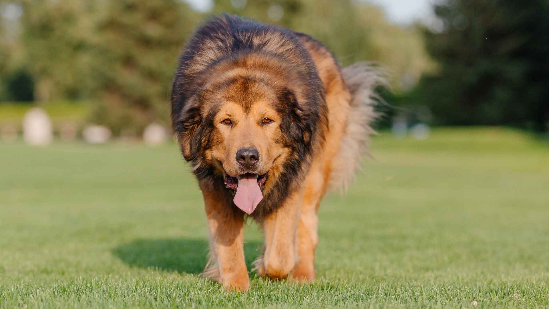 7 Majestic Dogs that Look Like Lions: Dogs With Manes