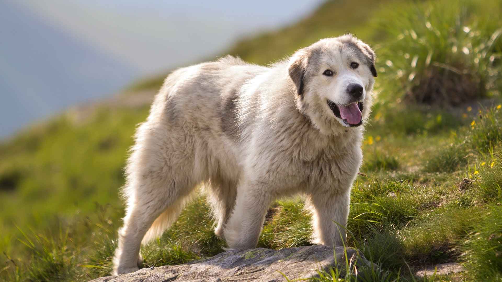 7 Majestic Large Mountain Dog Breeds Born to Roam the Peaks