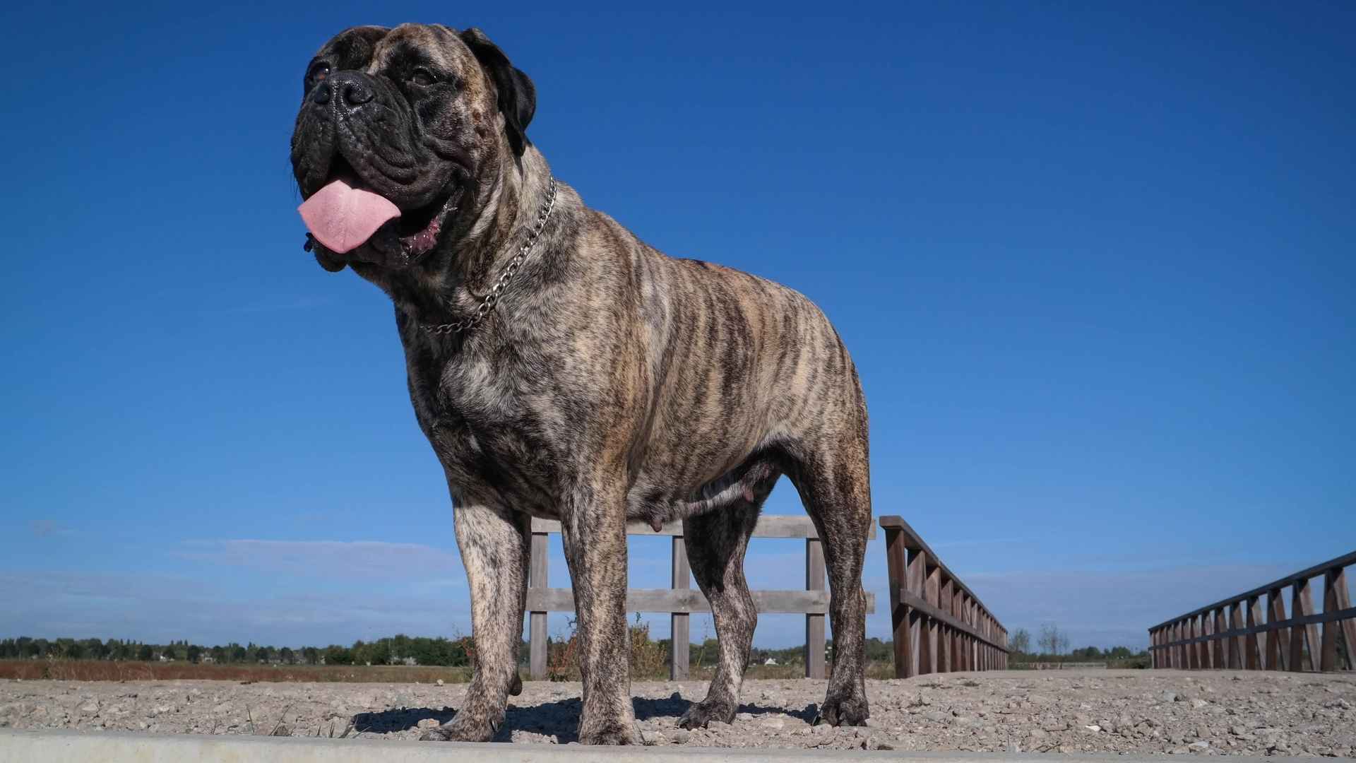 7 Mastiff Dog Breeds: Big Dogs with Bigger Loyalty