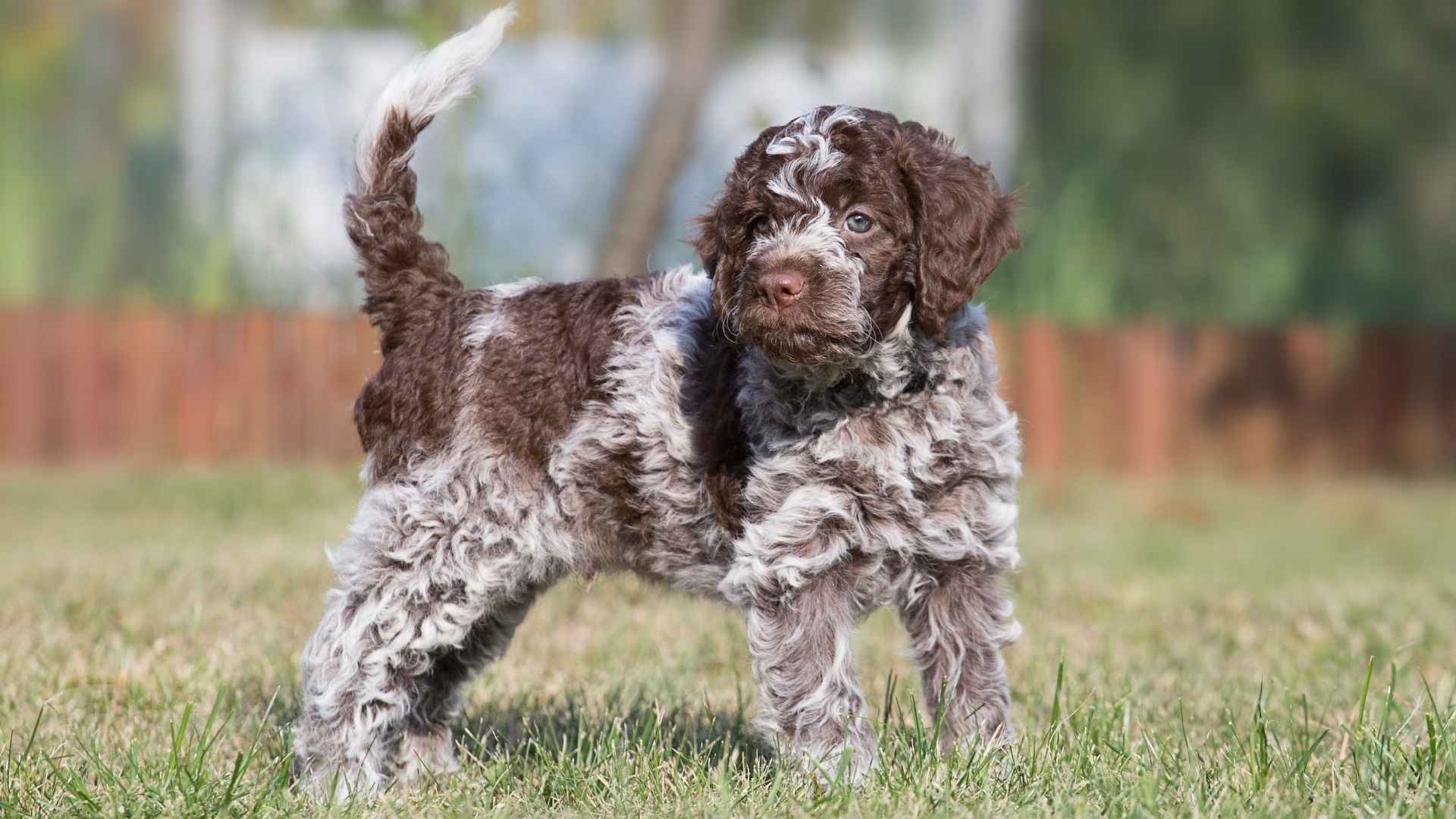 7 Medium Dog Breeds that Don't Shed Much