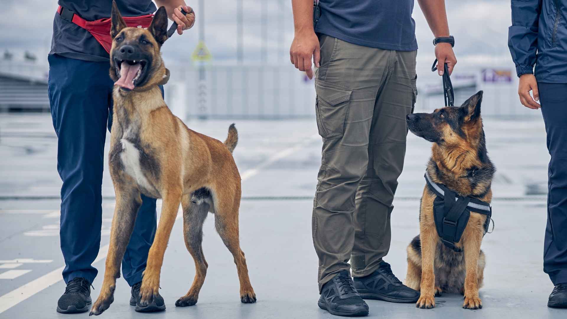 7 Military and Police Dog Breeds That Serve with Loyalty