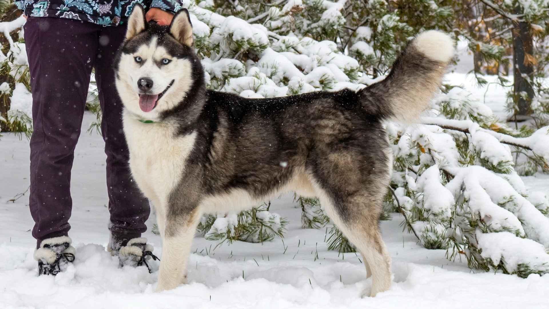 7 Most Abandoned Dog Breeds Worth a Second Chance