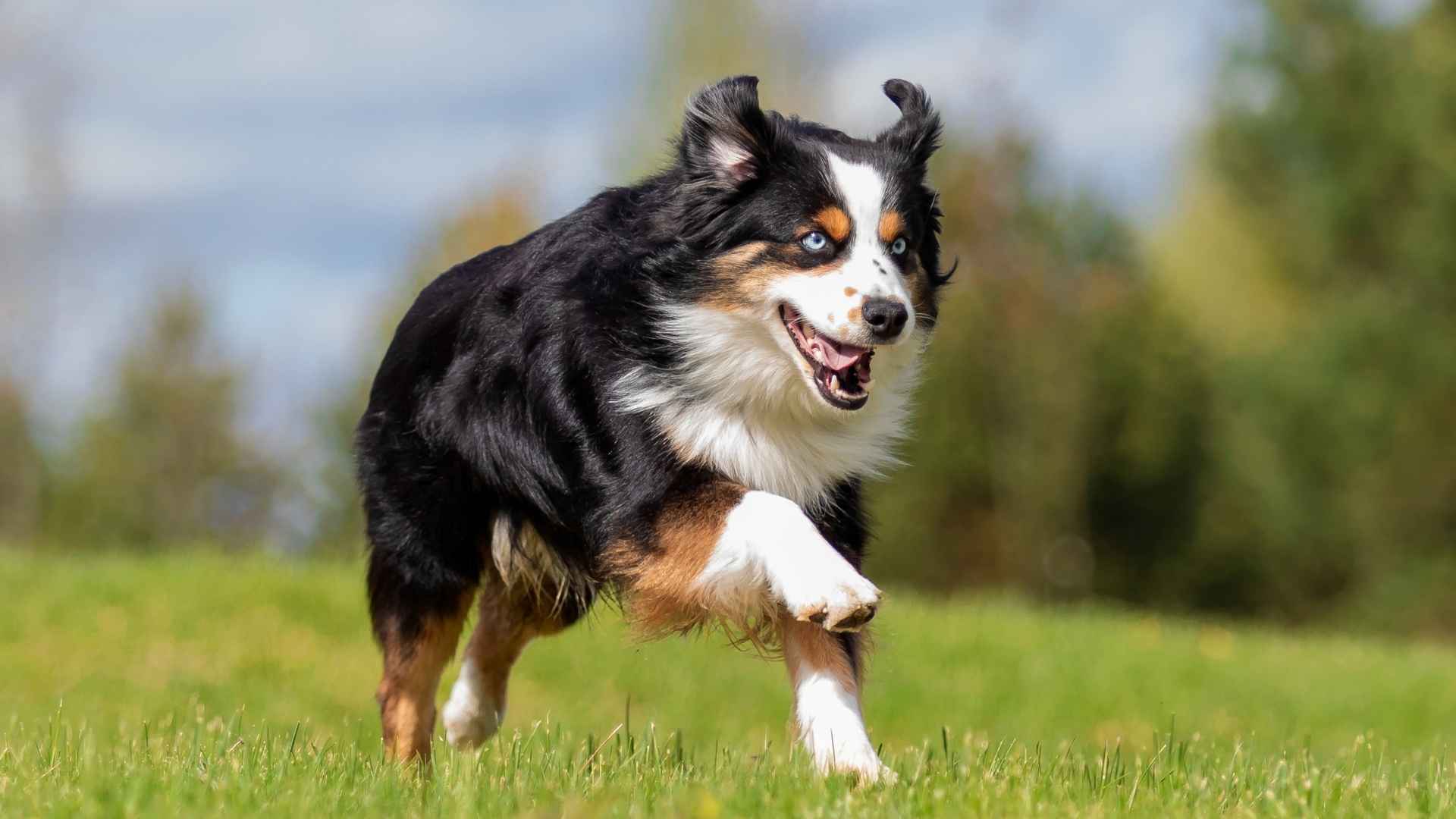 7 Most Active Dog Breeds That Never Run Out of Zoomies