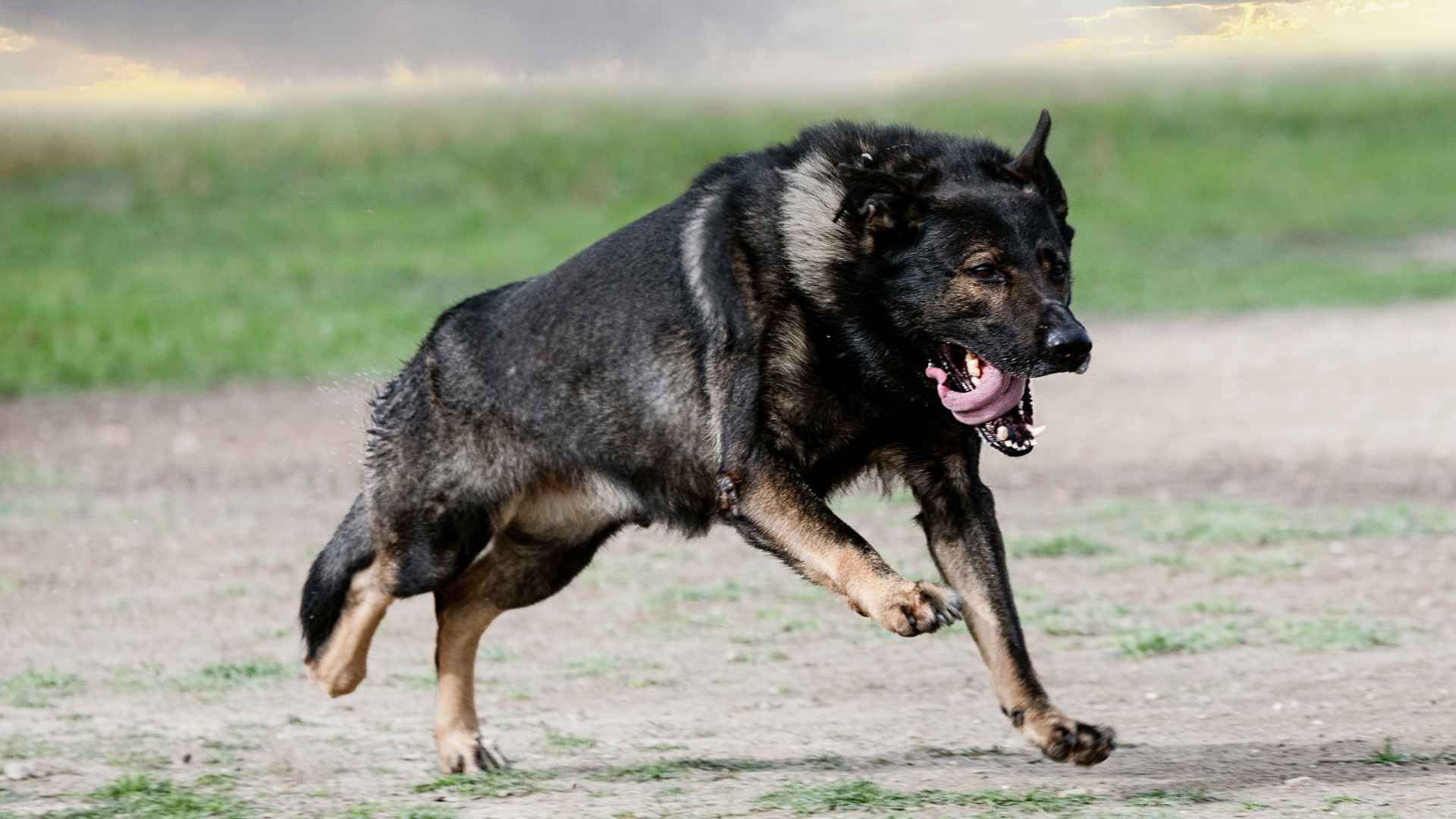 7 Most Active Guard Dog Breeds: Brave, Bold, and Fiercely Loyal