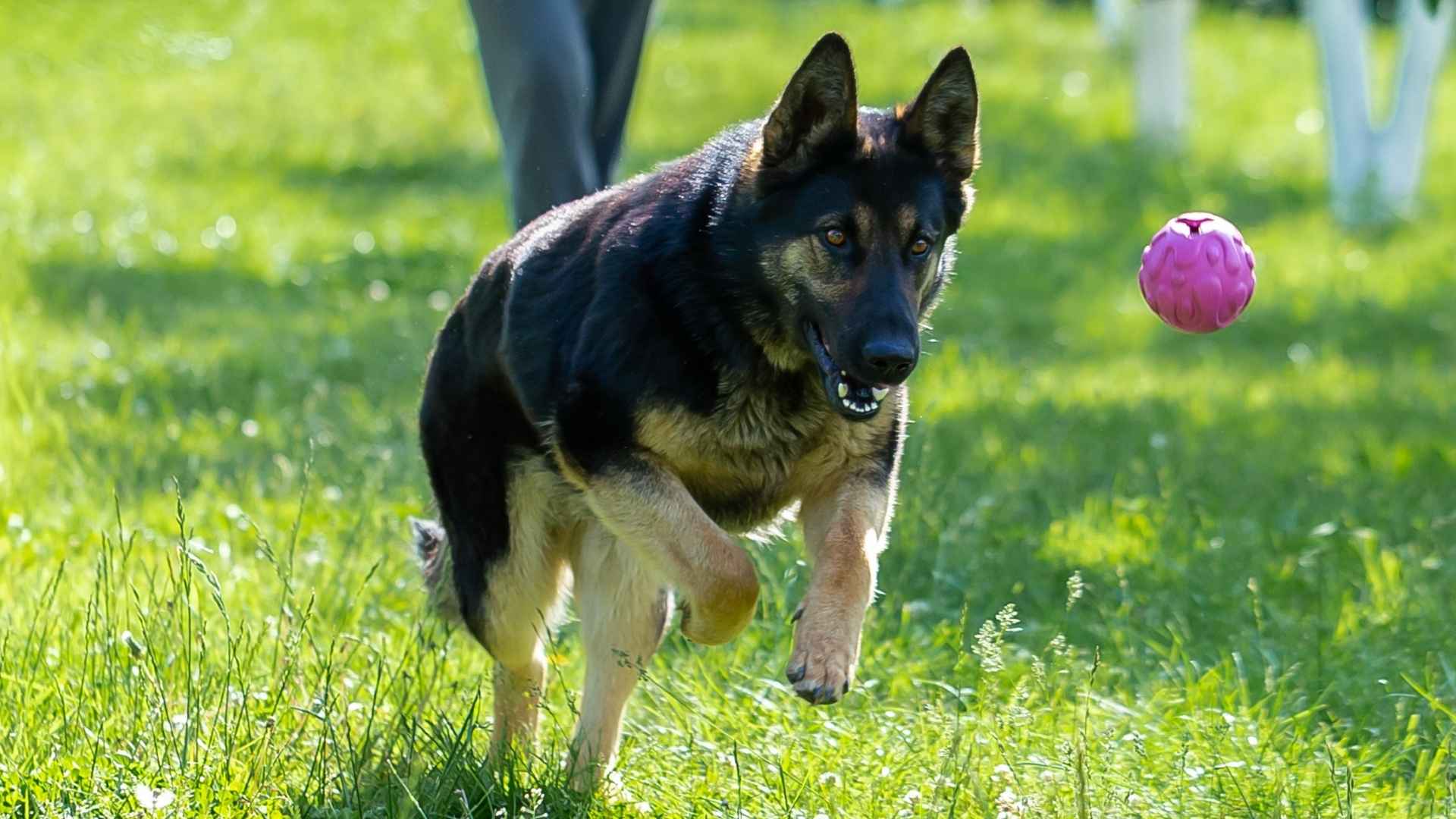 7 Most Active Large Dog Breeds That Keep You on Your Toes