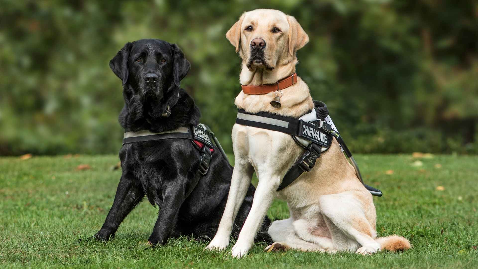 7 Most Active Service Dog Breeds For Support Work