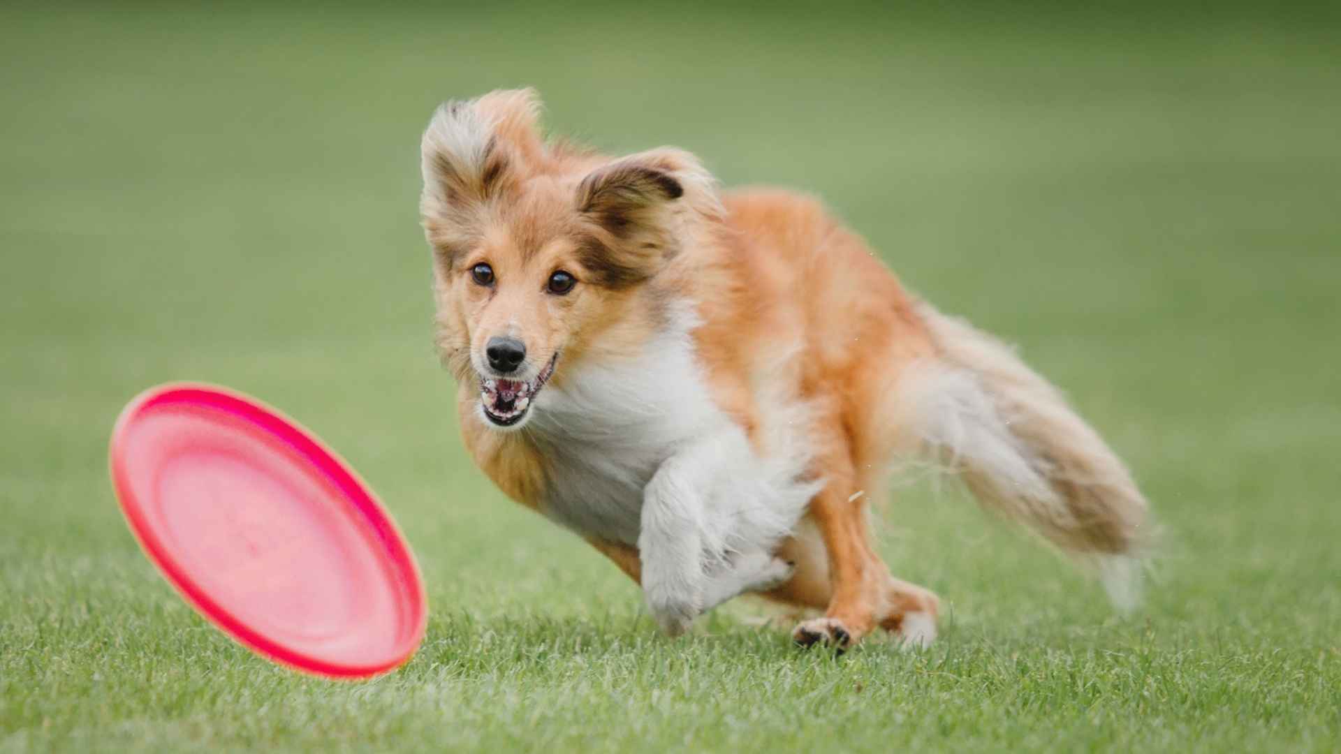 7 Most Active Sporting Dog Breeds For Energetic Outdoor Adventures