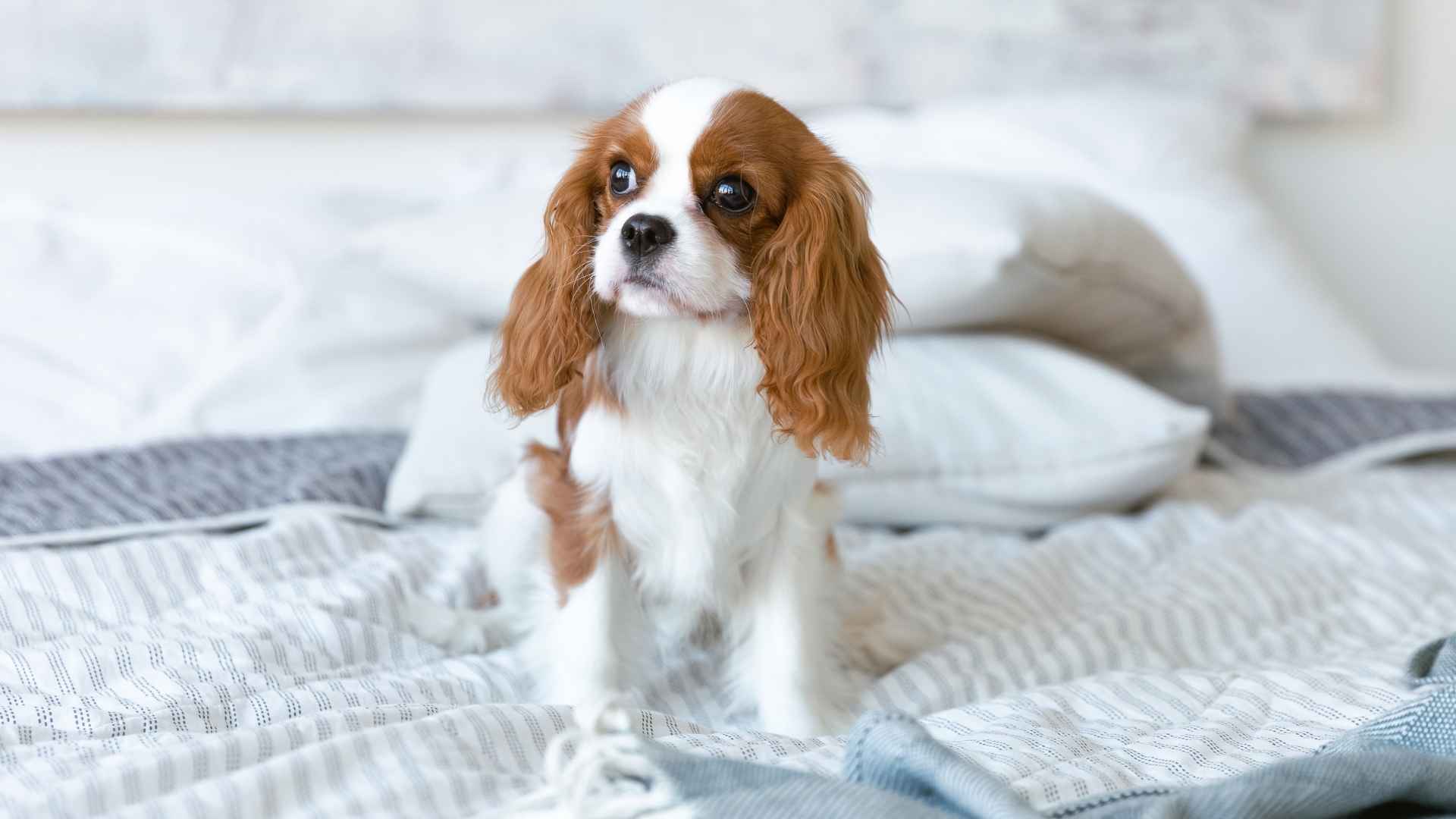 7 Most Adaptable Dog Breeds for Every Type of Home