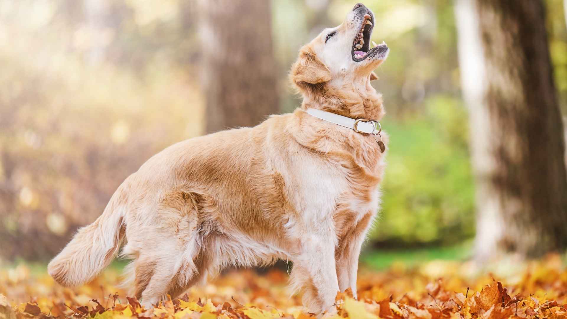 7 Most Alert Dog Breeds: Always on Guard