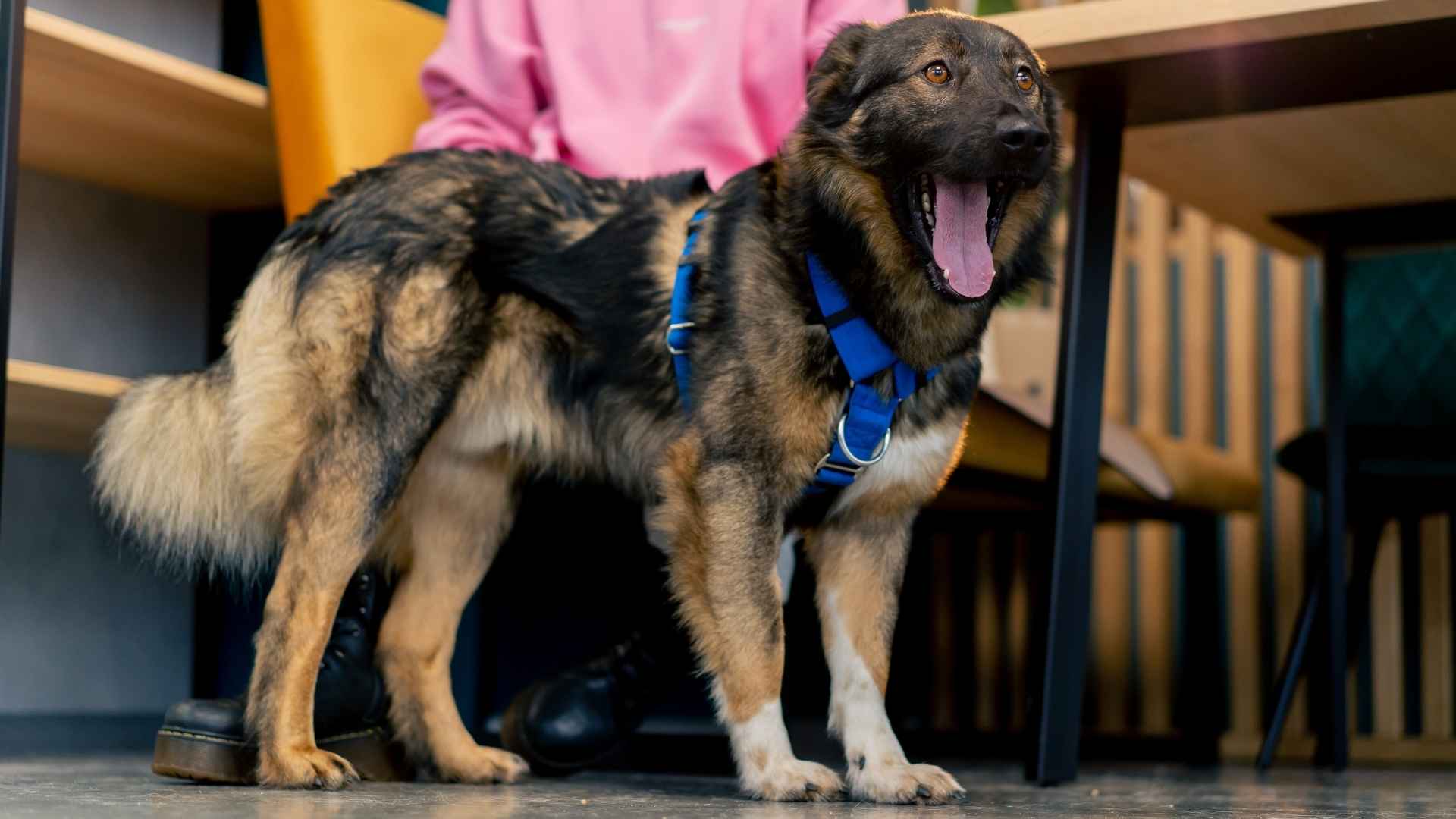7 Most Alert Rescue Dog Breeds for Emergency Response