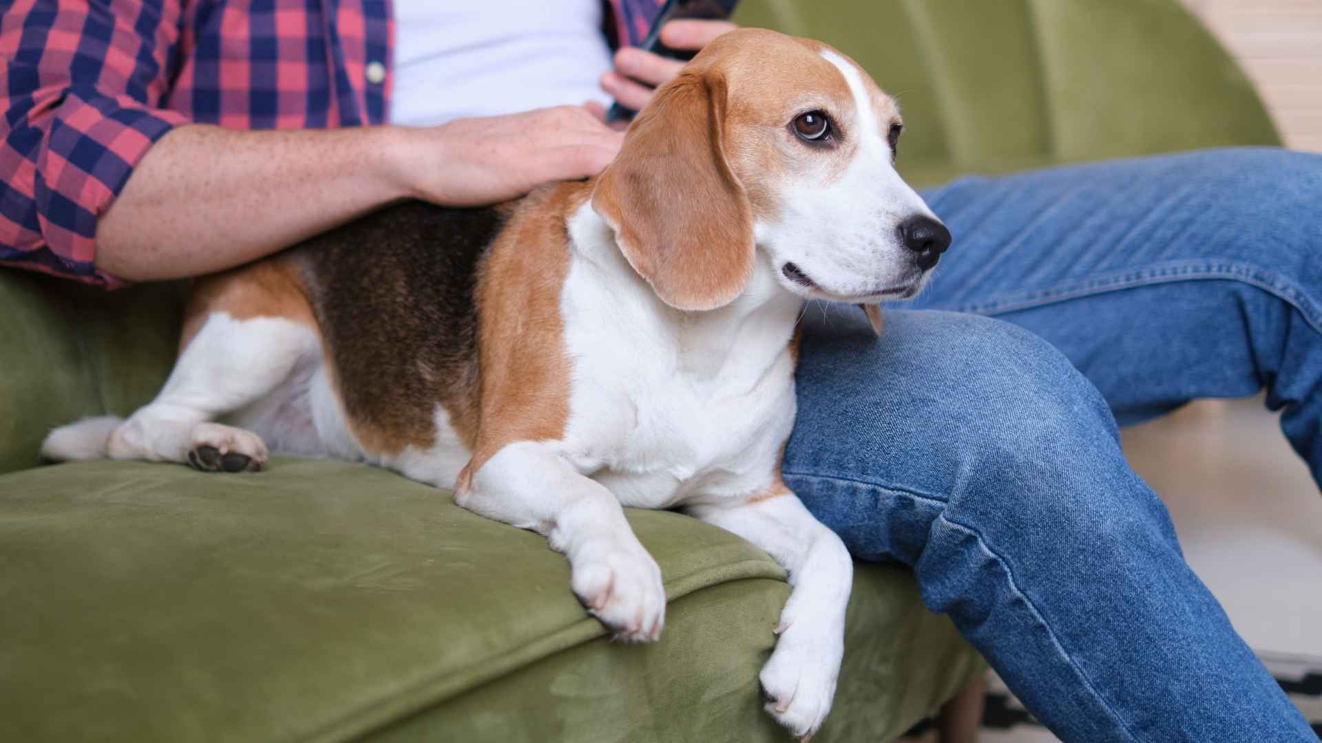 7 Most Annoying Dog Breeds (But We Still Love Them Anyway)