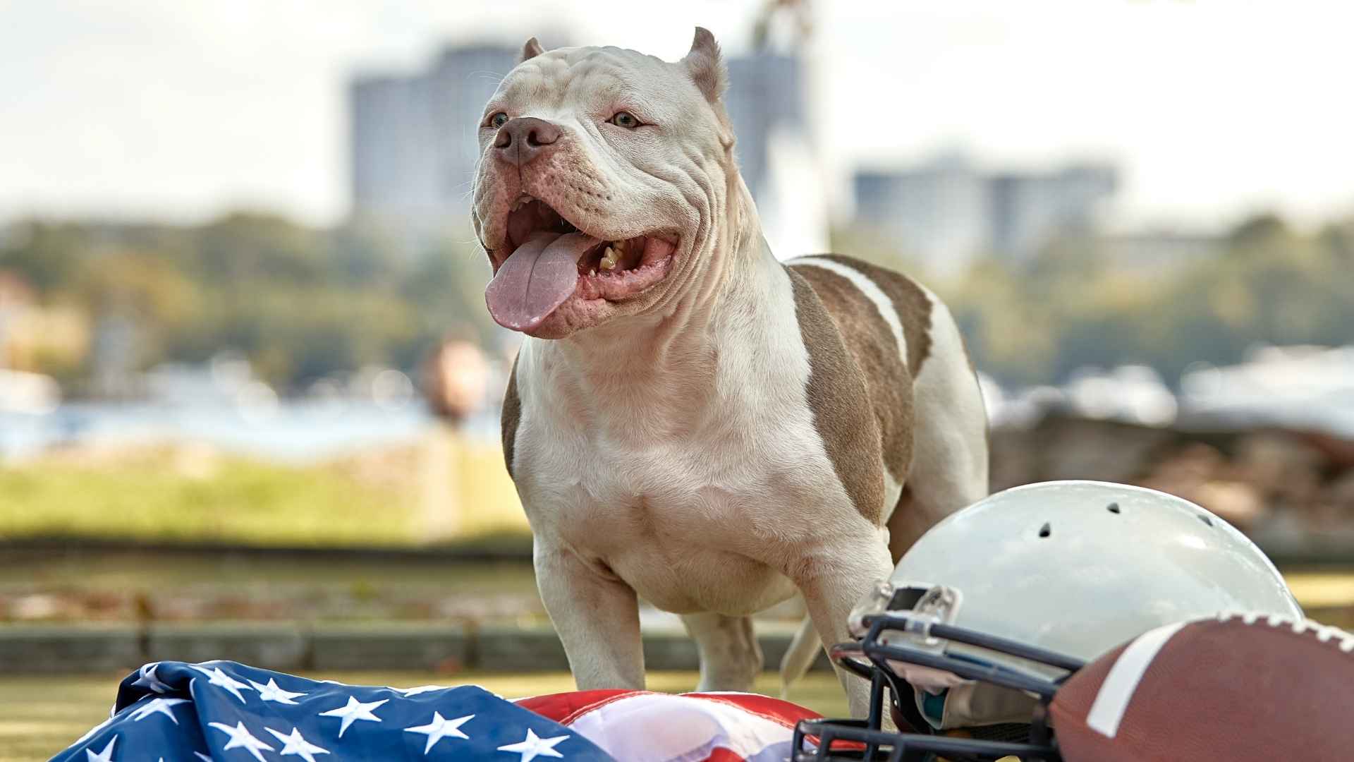 7 Most Banned Dog Breeds You Should Know About Before Adoption