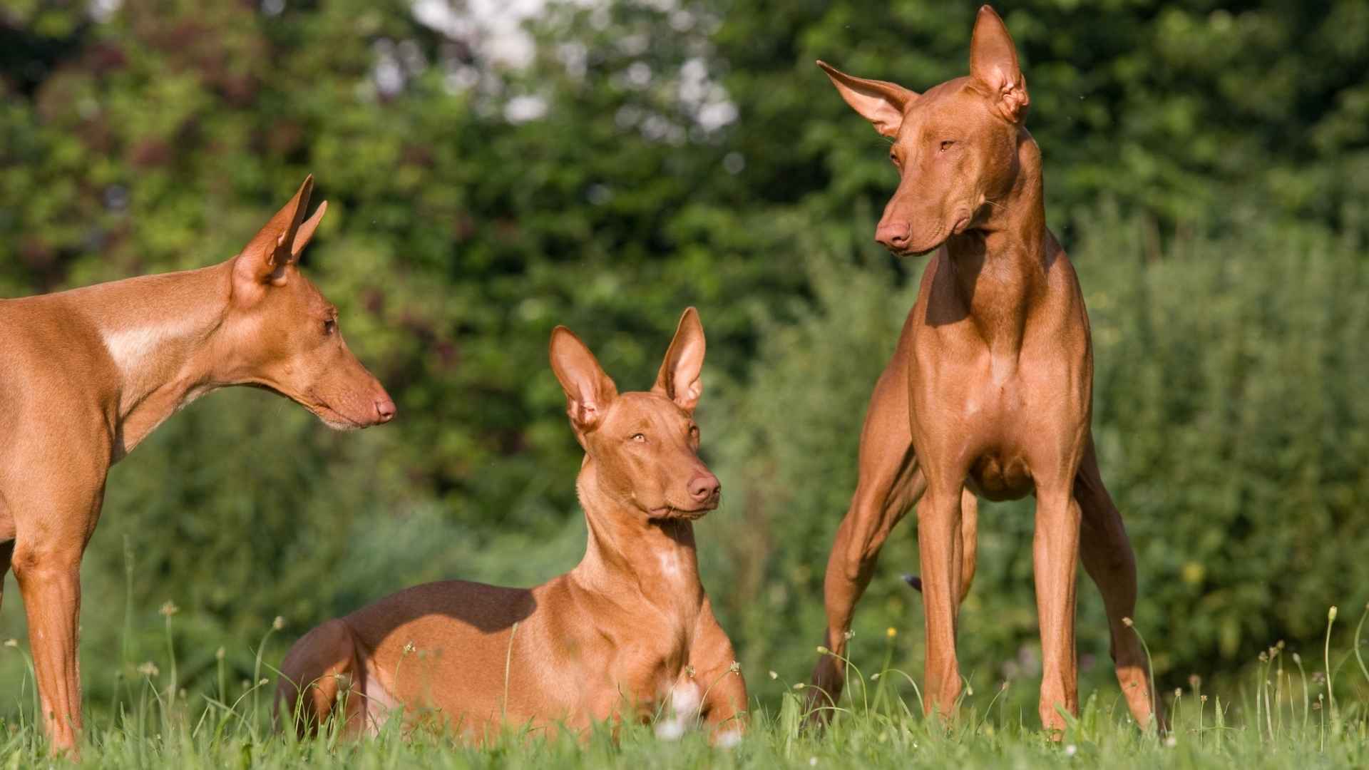 7 Most Beautiful Red Hound Dog Breeds That Are Built for Adventure