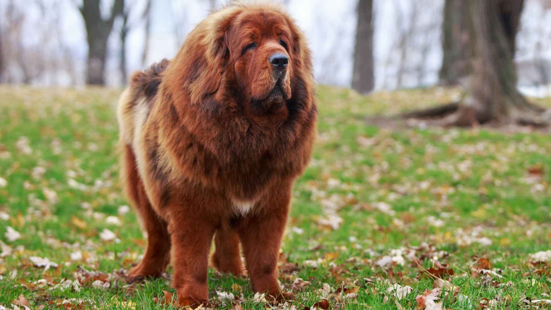 7 Most Calm Giant Dog Breeds You’ll Love