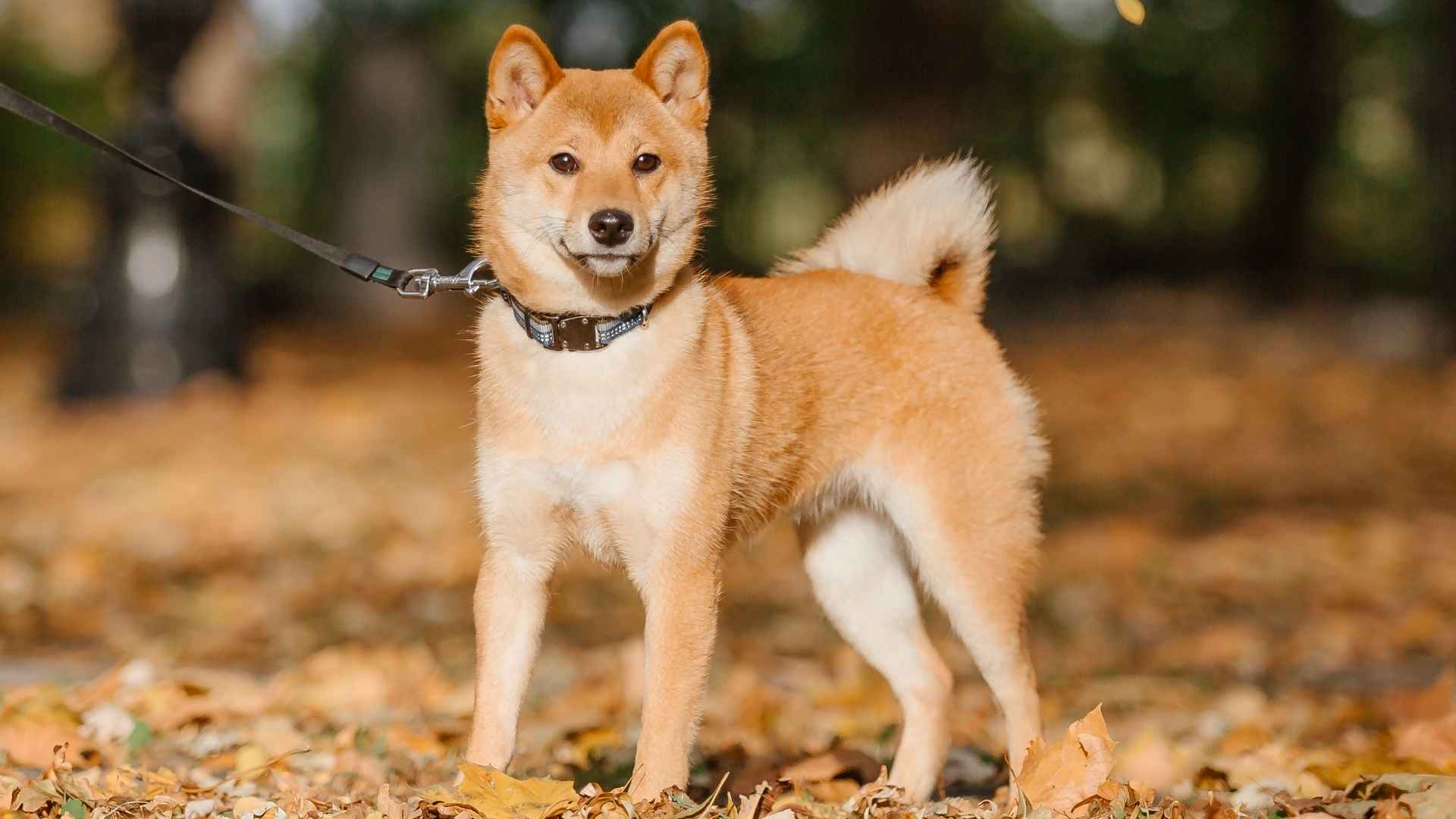 7 Most Calm but Attentive Dog Breeds with a Long Lifespan
