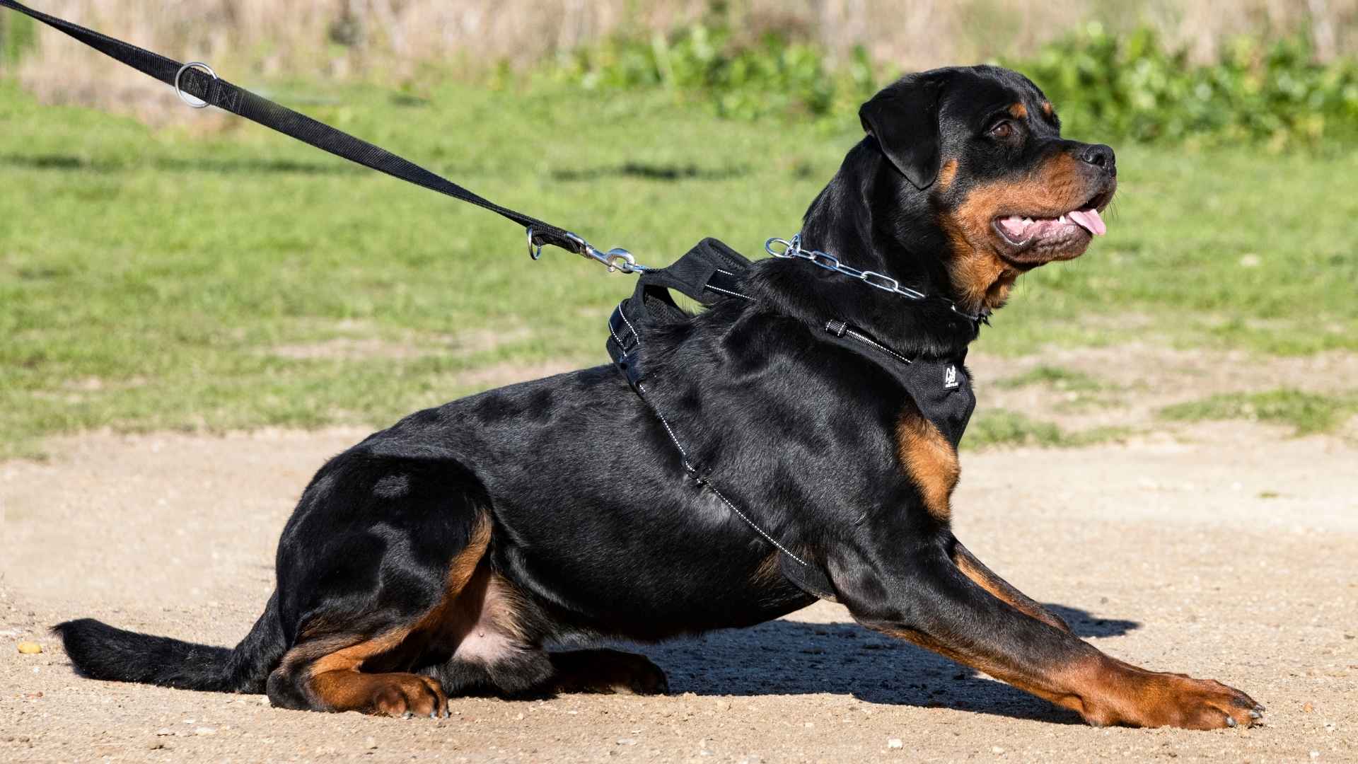 7 Most Challenging Dog Breeds That Even Experienced Owners Struggle With