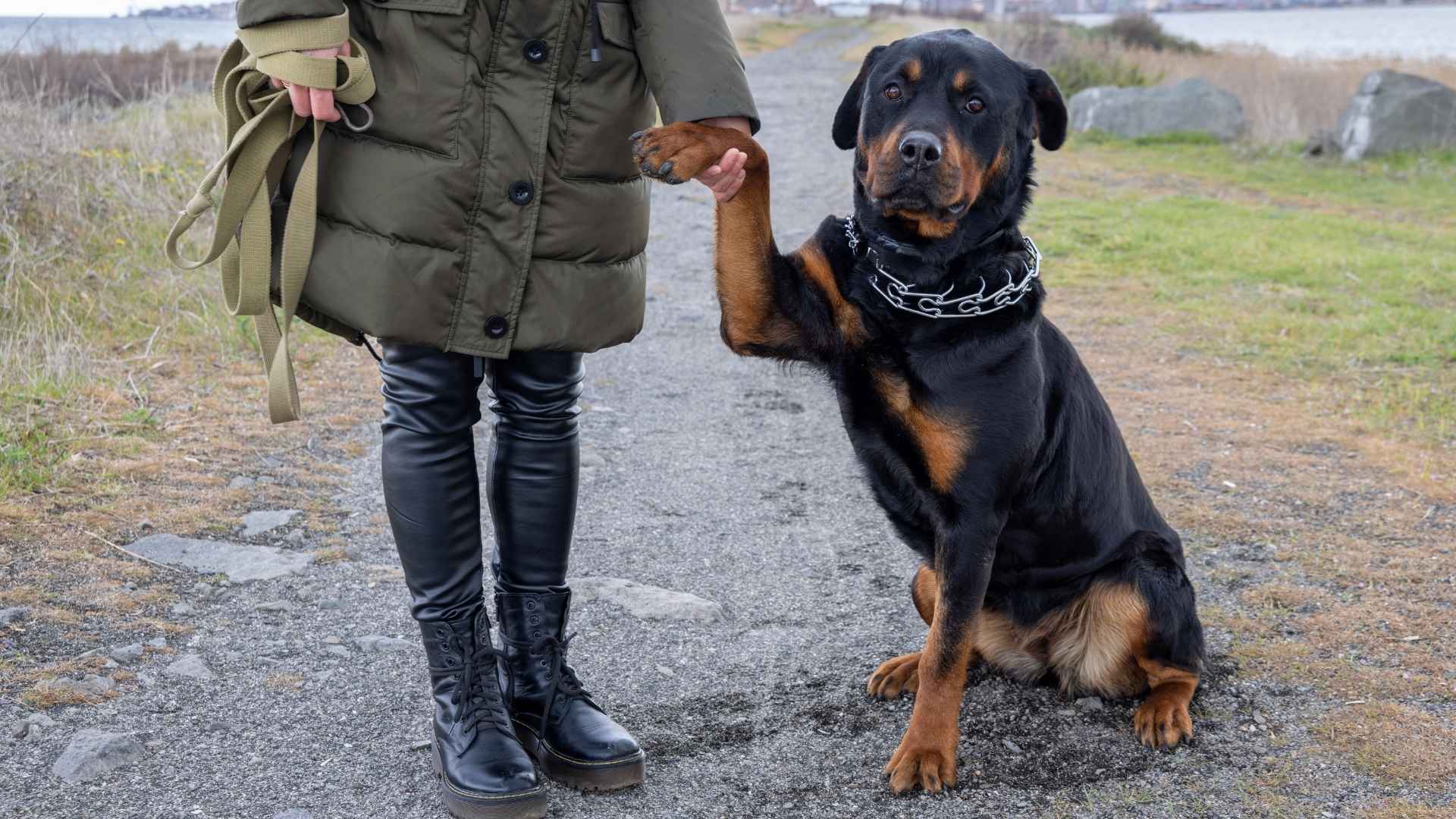 7 Most Challenging Dog Breeds for First-Time Dog Owners