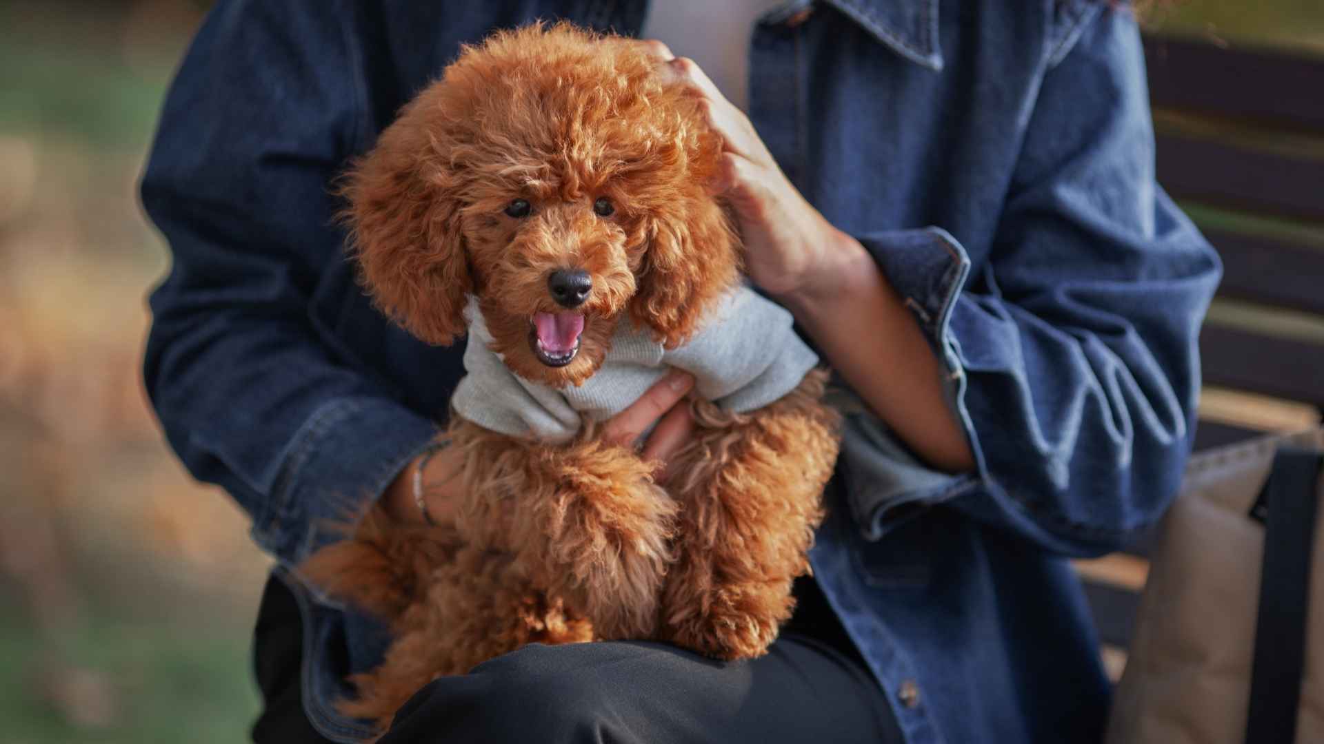 7 Most Charismatic Dog Breeds That Steal the Spotlight