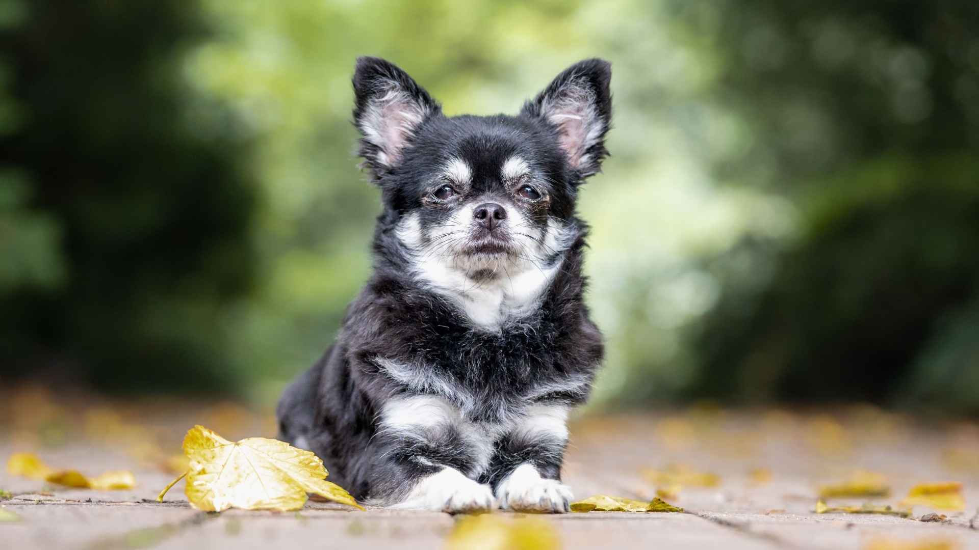 7 Most Charming Black and White Dog Breeds with Unique Patterns