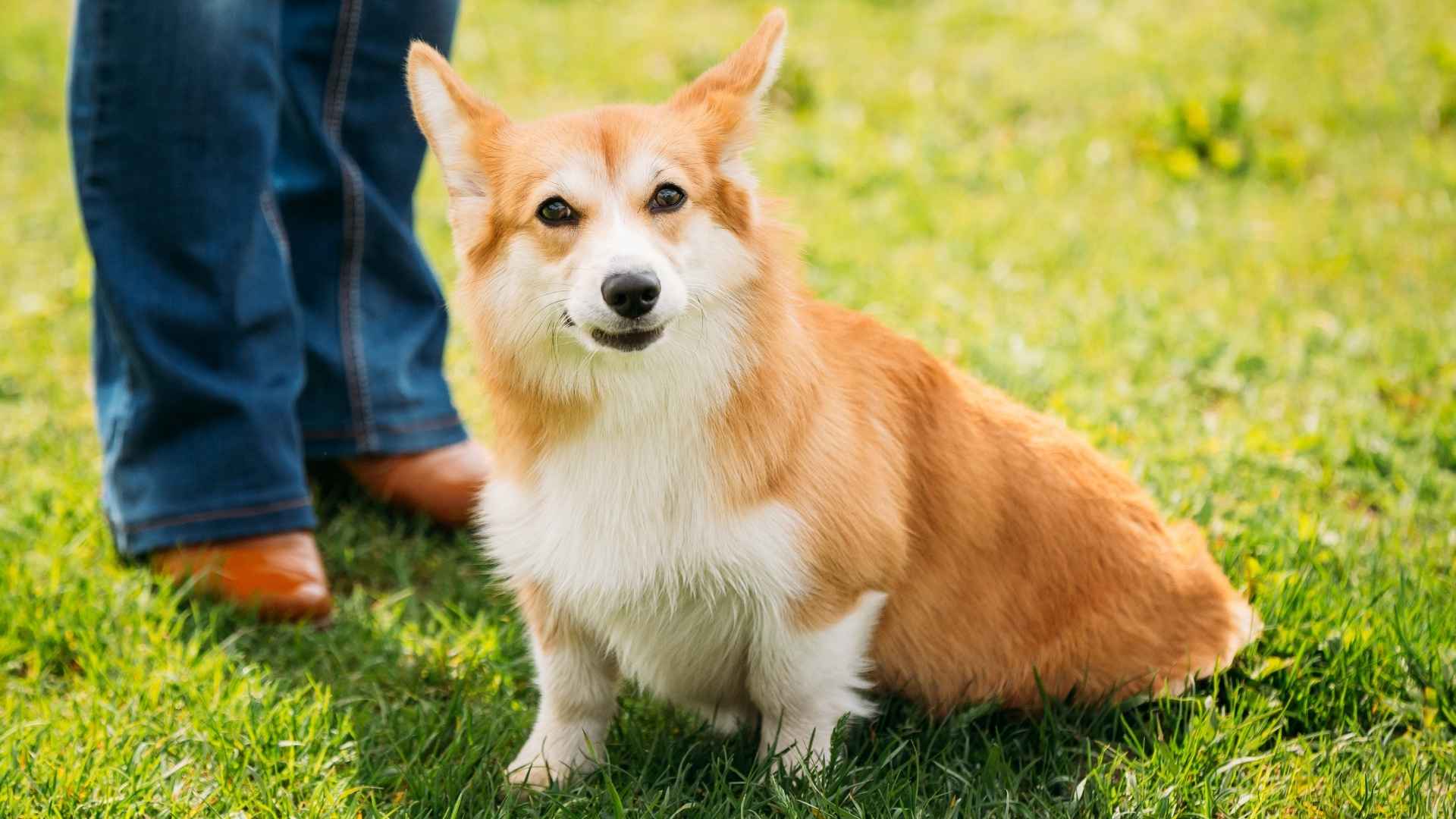 7 Most Cheapest Dog Breeds to Own for Budget-Friendly Pet Lovers