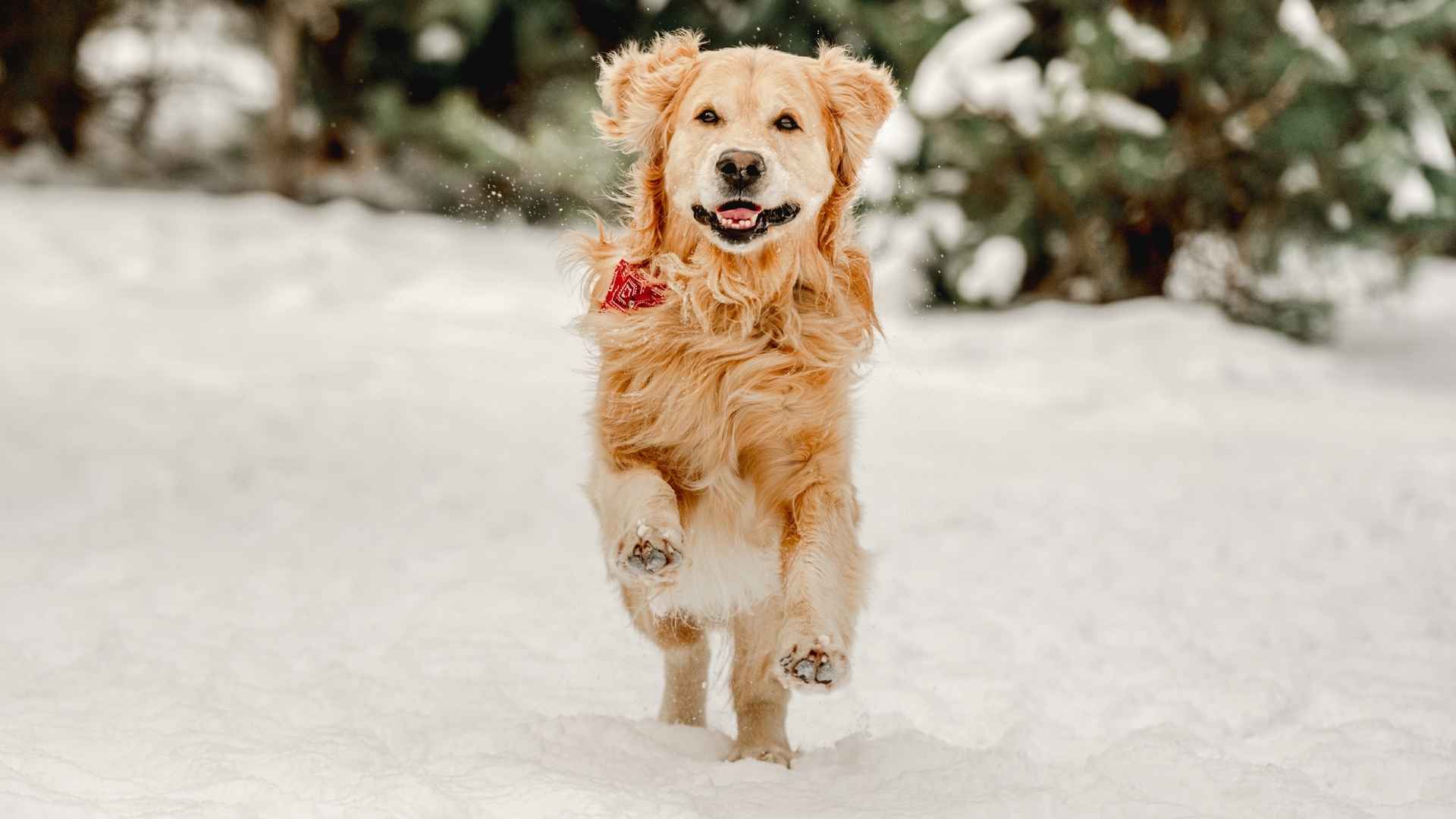 7 Most Cheerful & Jolly Dog Breeds That Make Life Happier