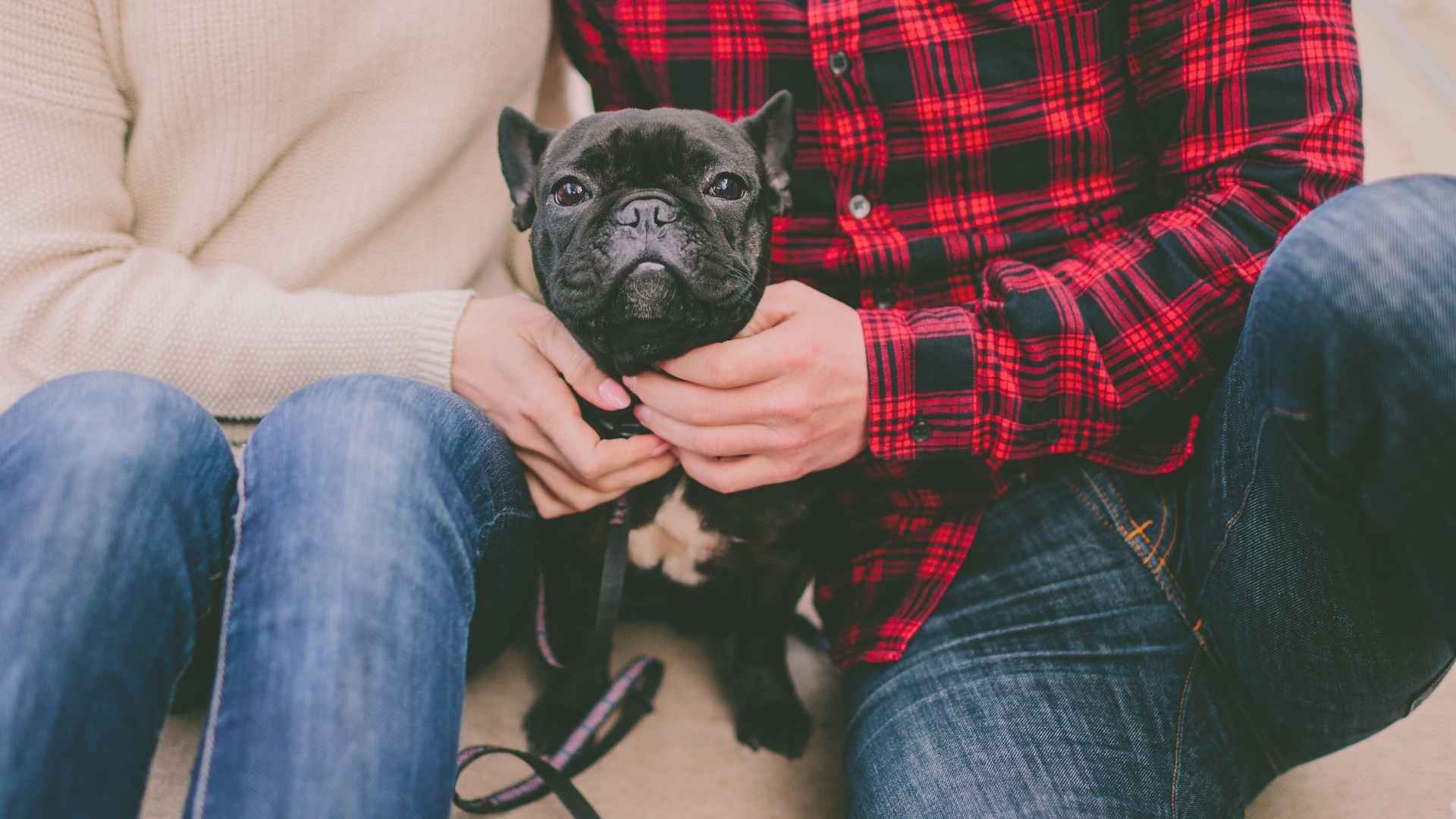 7 Most Chill Family Dog Breeds: Calm, Cool, and Kid-Friendly