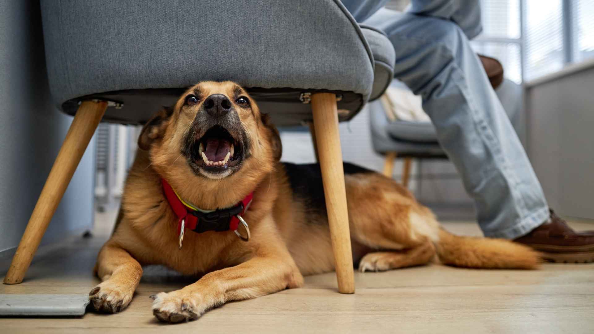 7 Most Clumsy Companion Dog Breeds That Will Make You Smile Daily