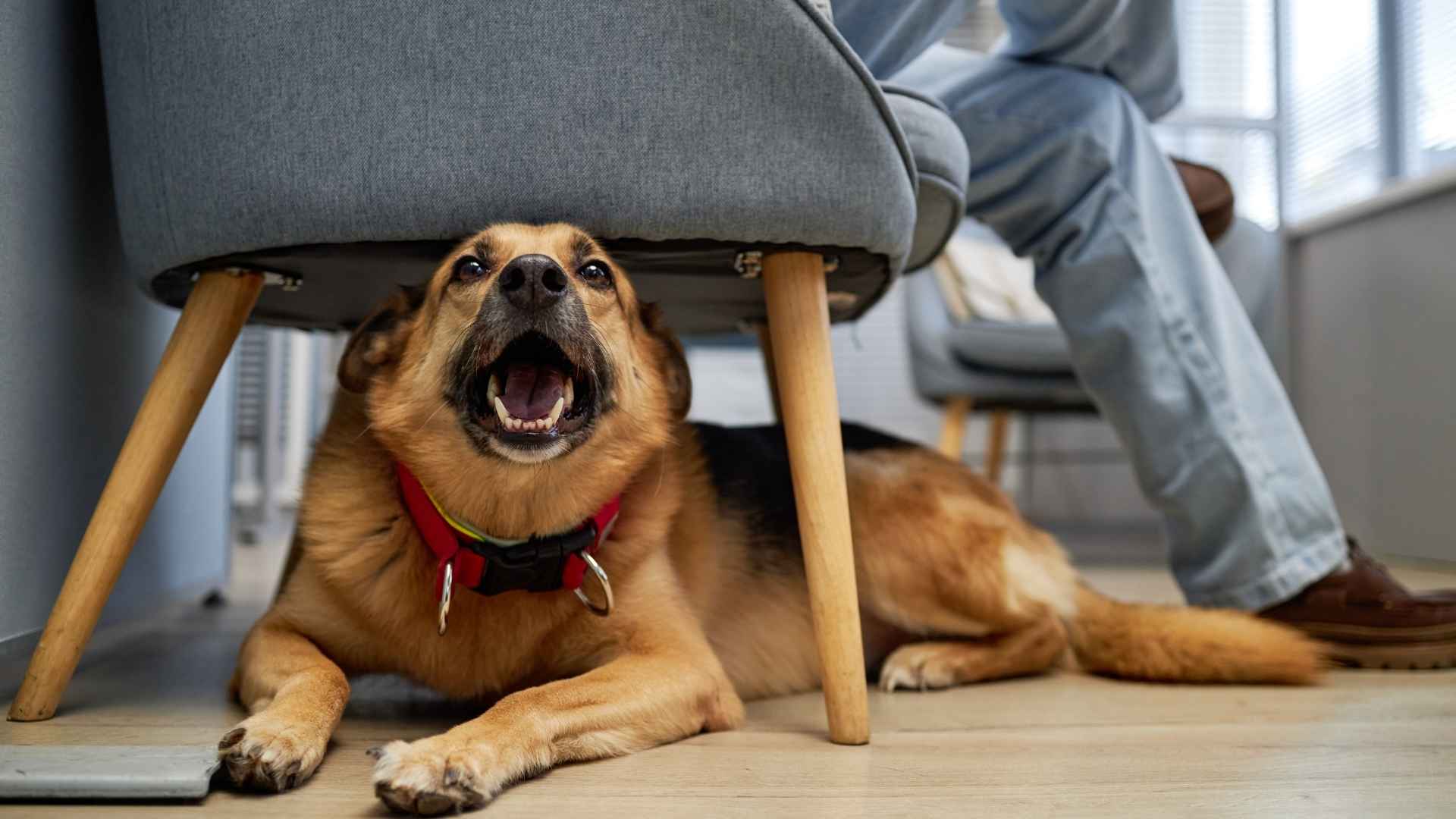 7 Most Clumsy Family Dog Breeds You’ll Love Having Around