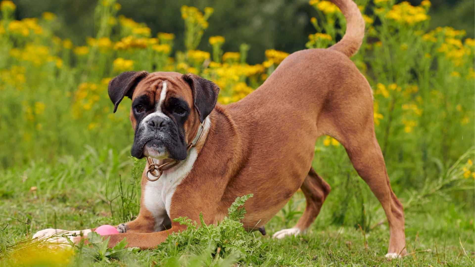 7 Most Clumsy Guard Dog Breeds That Still Get the Job Done