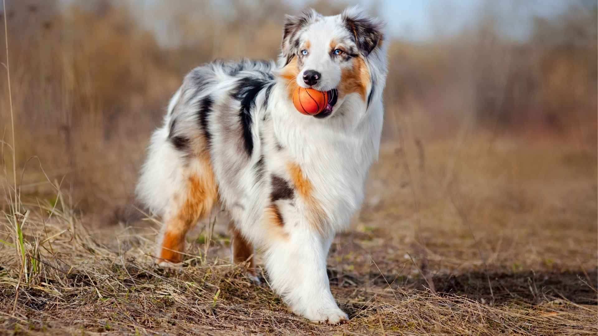 7 Most Colorful Dog Breeds with Distinctive Appearance