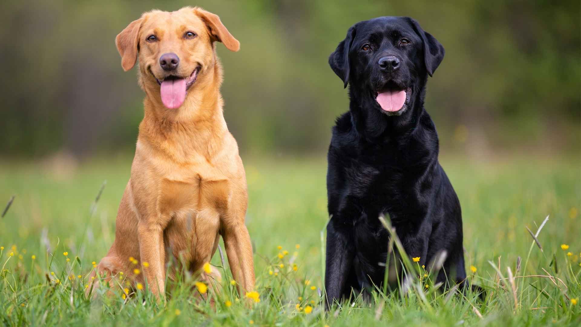 7 Most Common Dog Breeds In The Canine World