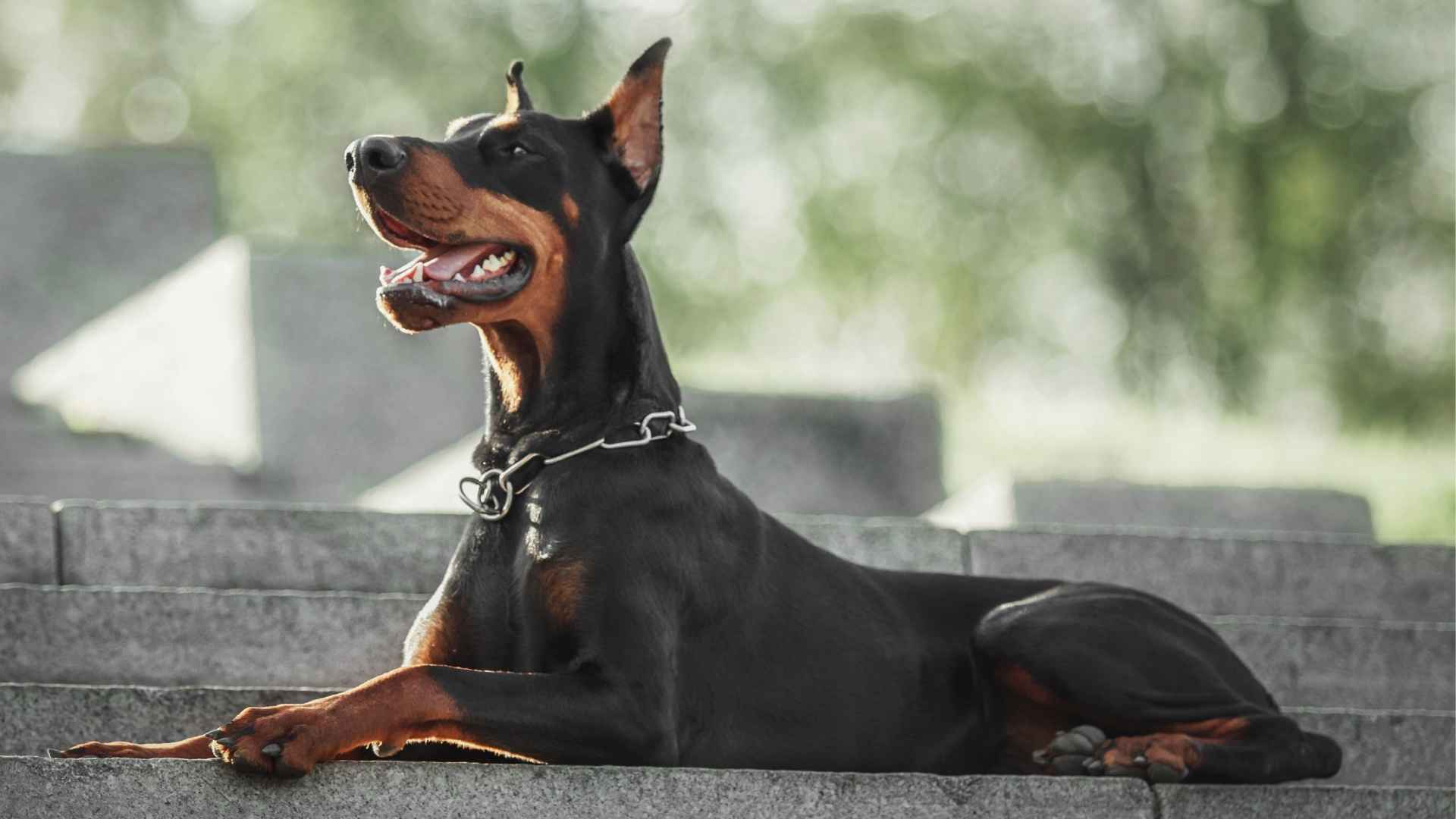 7 Most Confident Dog Breeds That Handle Any Situation With Ease