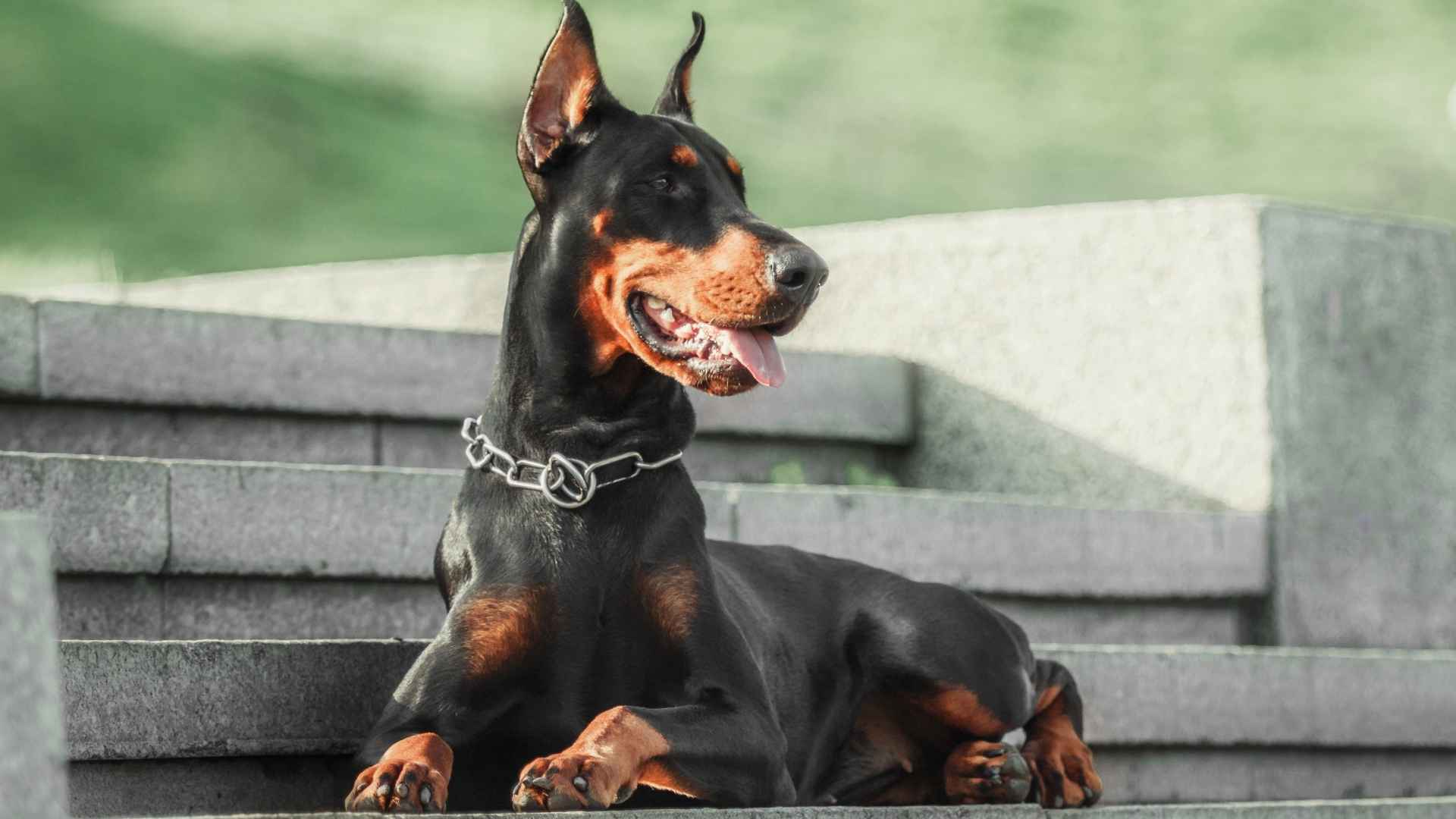 7 Most Confident Dog Breeds That Handle Any Situation With Ease