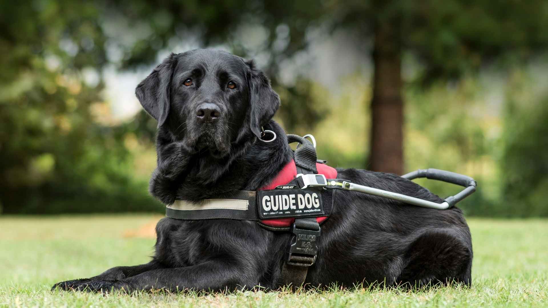 7 Most Confident Service Dog Breeds for Reliable Support and Assistance
