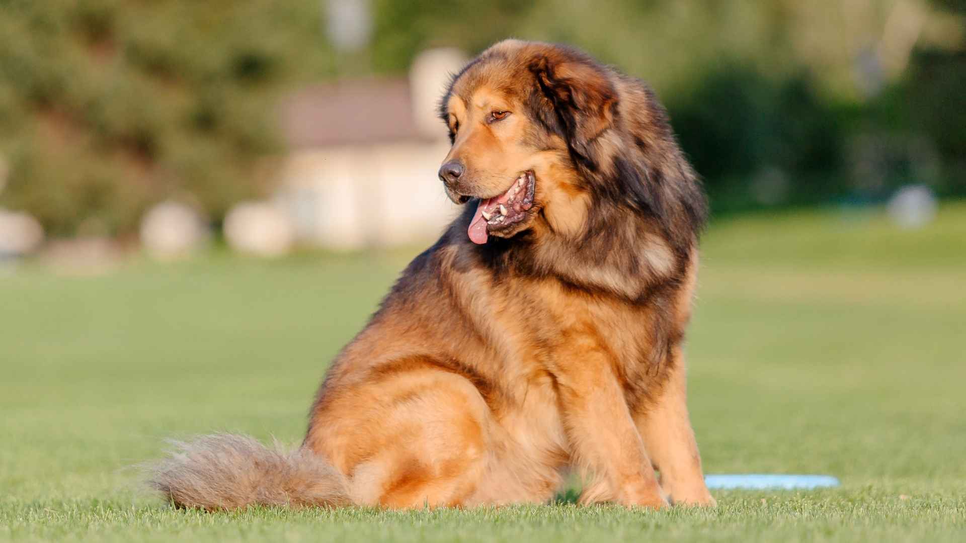 7 Most Coolest Dog Breeds That Turn Heads Everywhere
