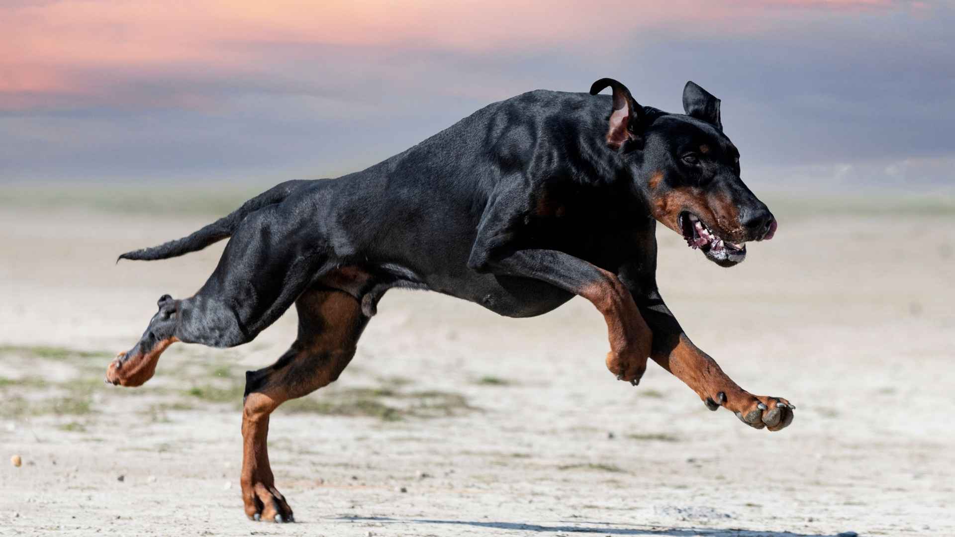 7 Most Courageous Dog Breeds That Never Back Down