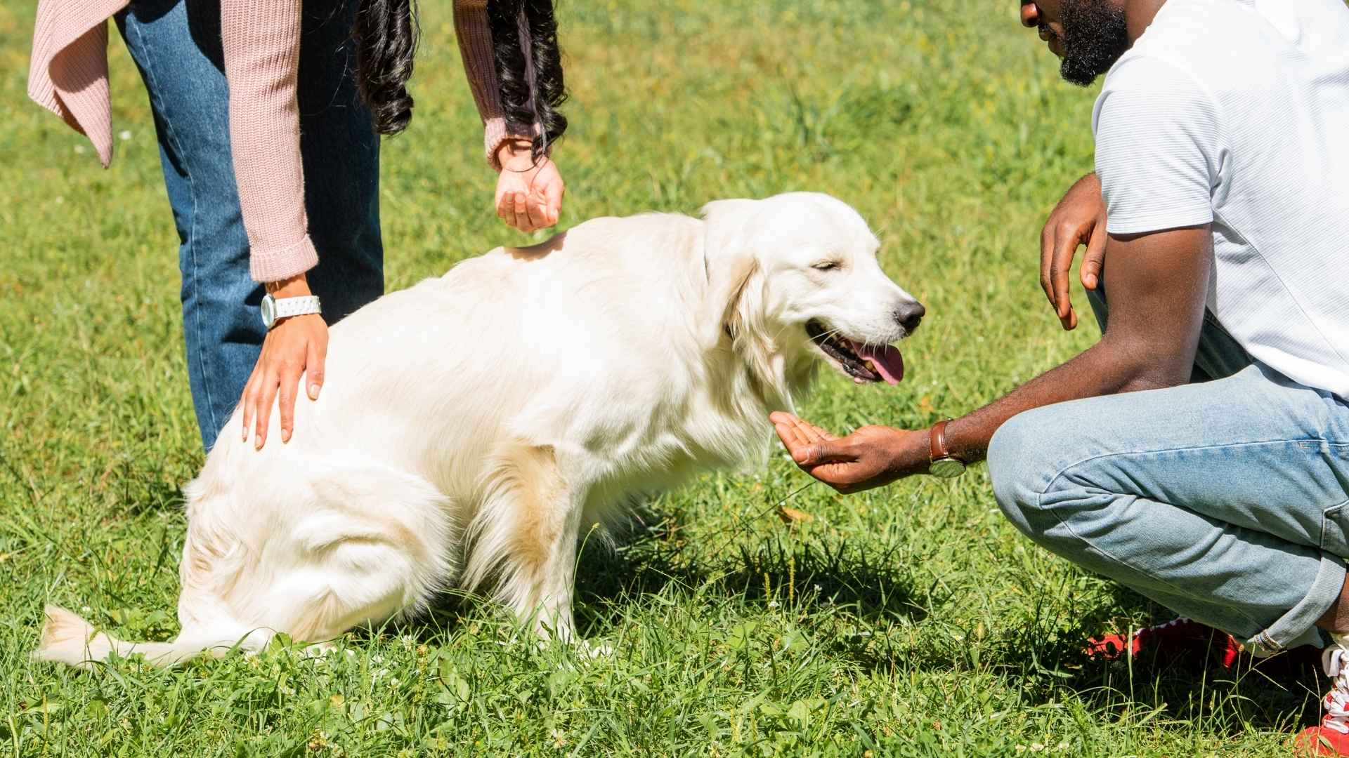 7 Most Devoted Companion Dog Breeds That Will Never Leave Your Side