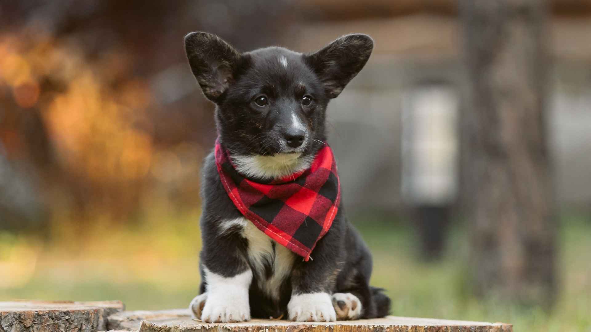 7 Most Devoted Puppy Breeds That Will Never Leave Your Side