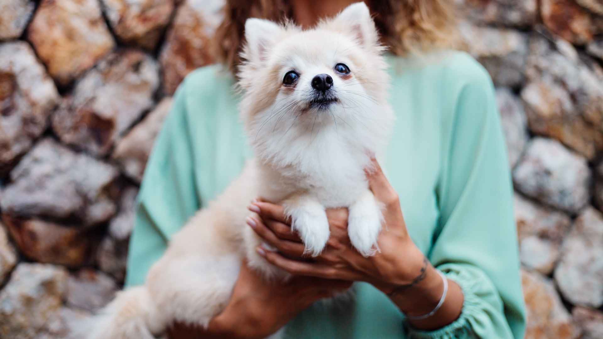 7 Most Devoted Puppy Breeds That Will Never Leave Your Side