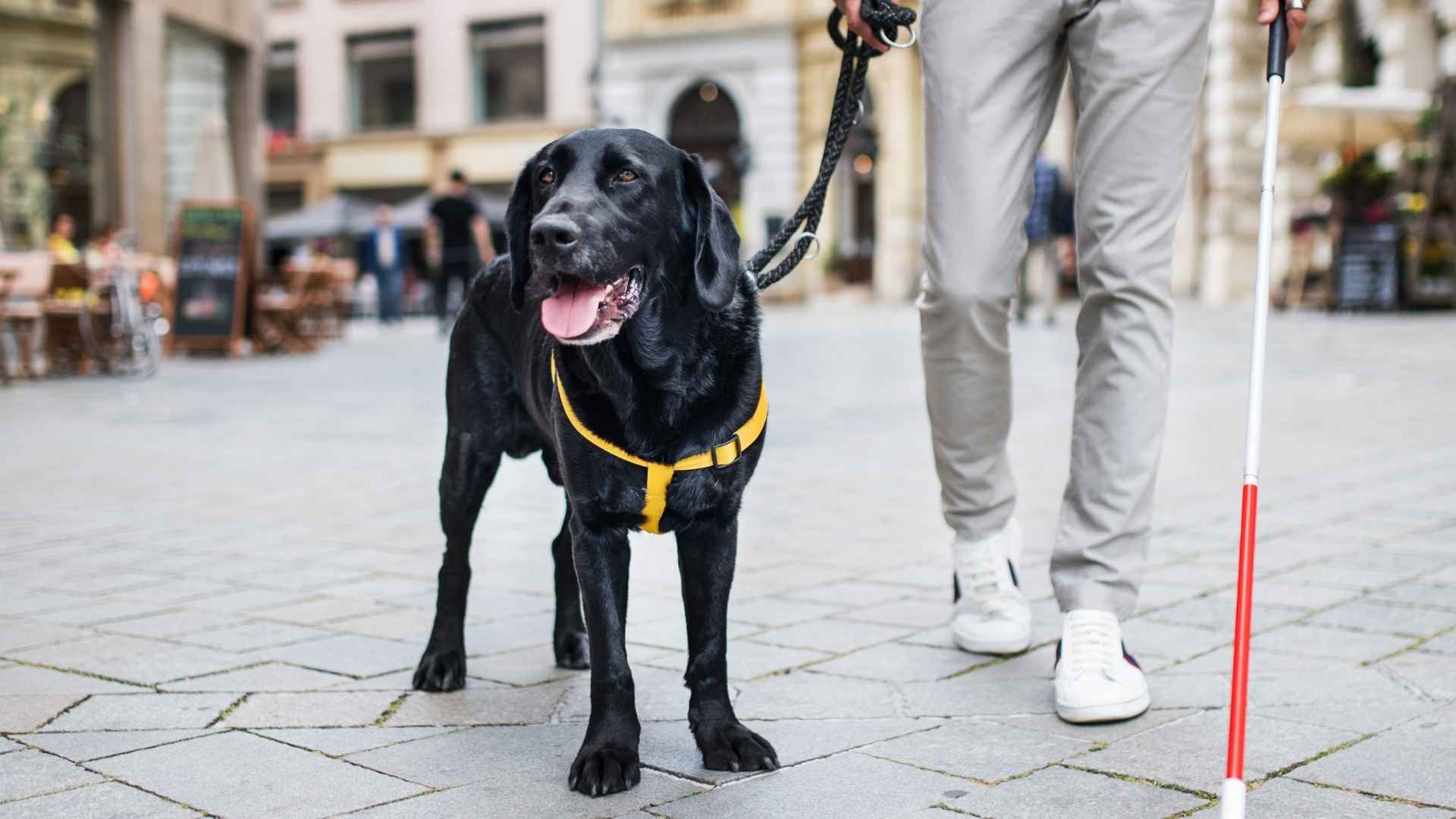 7 Most Devoted Service Dog Breeds You Can Always Count On